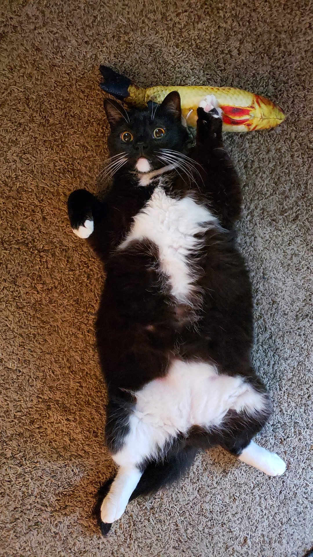 Stella is registered to the contest to win money with this photo: cat, black_and_white, carpet, toy, fish_toy, pet, indoor, fur, whiskers, paw, playful, wide_eyes, lying_down, cute, domestic_cat, animal, relaxed, fluffy, raised_paw, surprised