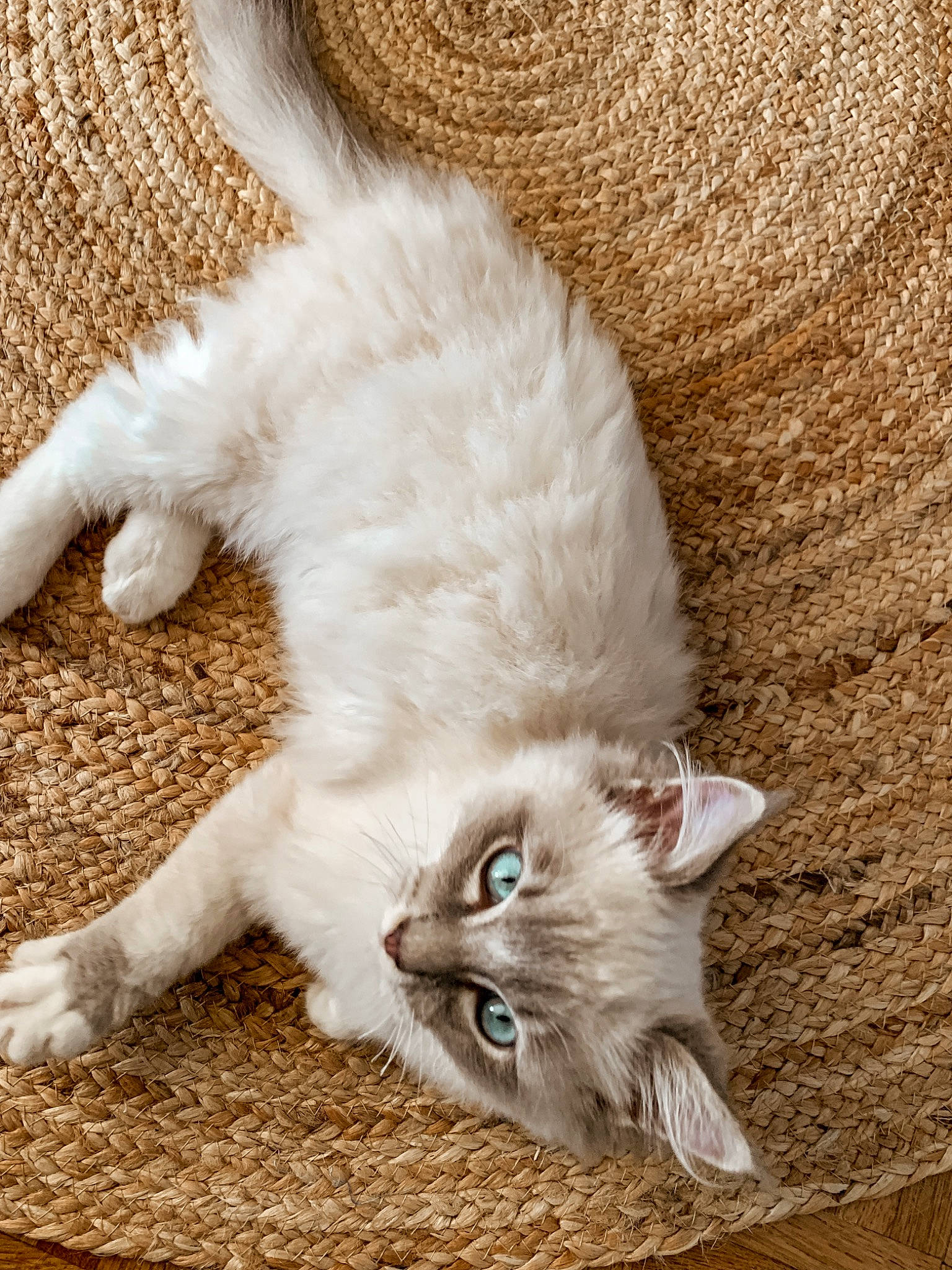 Stormy participe au concours pour gagner de l'argent avec cette photo : carnivore, cat, claw, comfort, domestic_short_haired_cat, fawn, felidae, flooring, foot, fur, paw, sand, sitting, small_to_medium_sized_cats, snout, tail, terrestrial_animal, whiskers, wood