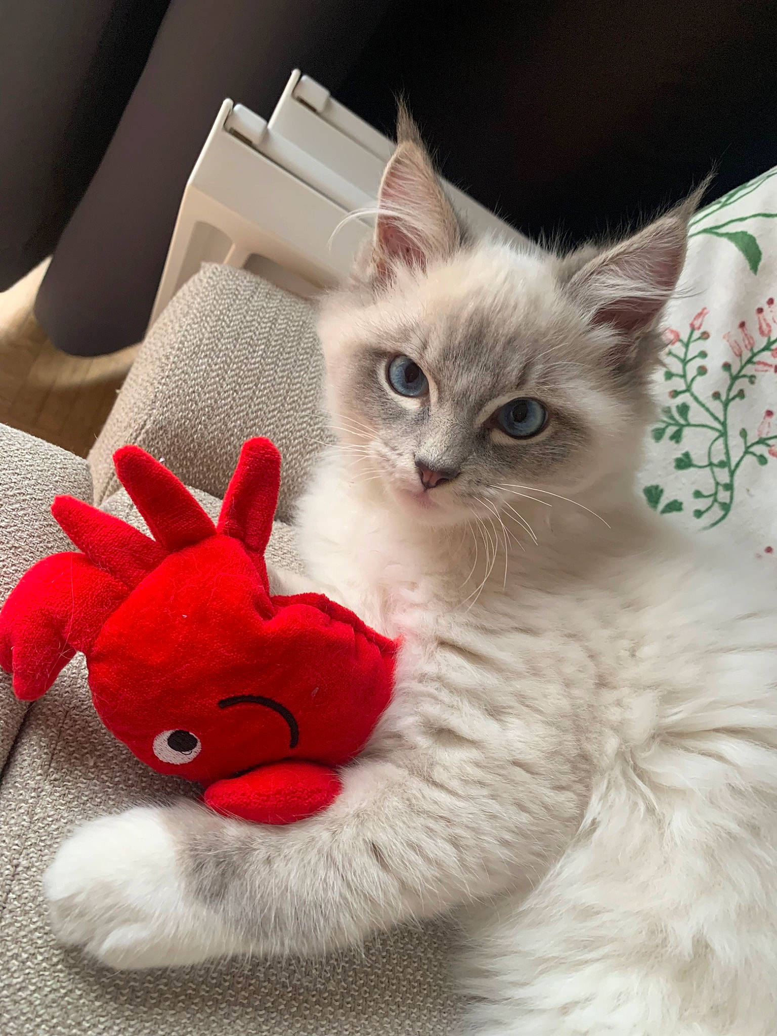 Stormy participe au concours pour gagner de l'argent avec cette photo : carmine, carnivore, cat, cat_supply, claw, comfort, costume_hat, domestic_short_haired_cat, fawn, felidae, fur, linens, paw, small_to_medium_sized_cats, snout, stuffed_toy, tail, toy, whiskers, window