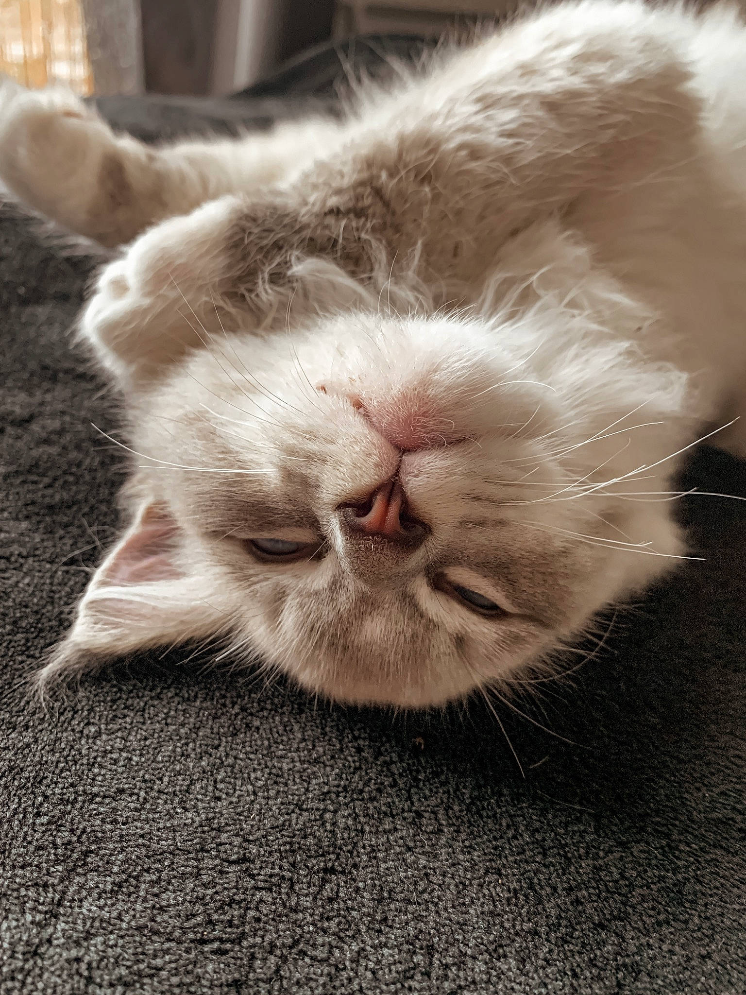 Stormy a rejoint le concours — aidez-le/la à gagner de superbes lots ! carnivore, cat, claw, comfort, domestic_short_haired_cat, fawn, felidae, foot, fur, grey, leg, nap, paw, sleep, small_to_medium_sized_cats, snout, tail, terrestrial_animal, whiskers