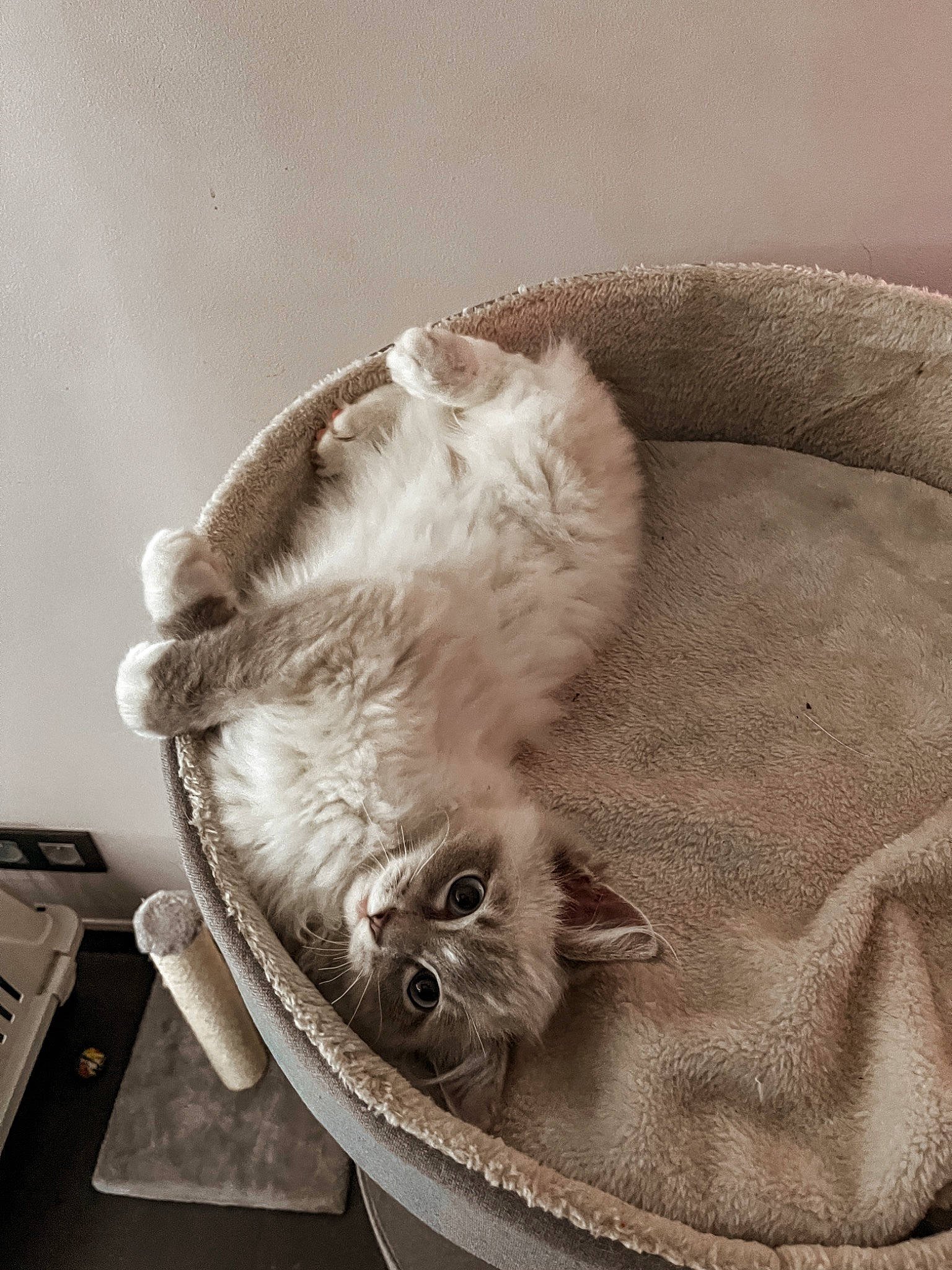 Stormy participe au concours pour gagner de l'argent avec cette photo : box, carnivore, cat, cat_bed, claw, comfort, companion_dog, dog_breed, domestic_short_haired_cat, fawn, felidae, fur, grey, monochrome_photography, nap, paw, small_to_medium_sized_cats, sporting_group, tail, whiskers