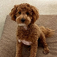 Teddy is registered to the contest to win money with this photo: dog, curly_fur, brown, white_patch, pet, sitting, indoor, rug, floor, cute, animal, canine, fur, looking, attentive, companion, domestic, small_dog, friendly, portrait