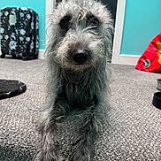 Dog And Woof joined the competition — help win amazing prizes! dog, scruffy, gray_fur, carpet, step, indoor, pet, curious, face, nose, eyes, fur, paw, black_suitcase, skull_pattern, teal_wall, red_bag, home, floor, animal