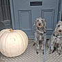 Dog And Woof joined the competition — help win amazing prizes! dog, dogs, animal, pets, leash, pumpkin, white_pumpkin, door, blue_door, outdoor, porch, guarding, scruffy, grey_dog, two_dogs, sitting, front_door, concrete_floor, autumn, seasonal