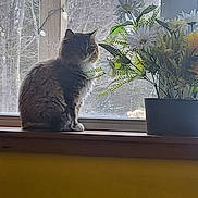 Choupette participe au concours pour gagner de l'argent avec cette photo : cat, windowsill, flower_pot, flowers, indoor, fluffy_cat, natural_light, plant, wooden_sill, window, greenery, pet, animal, domestic_cat, feline, houseplant, yellow_wall, leaf, nature_outside, daylight