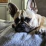 dog, french_bulldog, pet, canine, blanket, indoor, resting, close_up, ears, fur, paw, brown_eyes, texture, cozy, couch, relaxed, home, animal, portrait, sleepy
