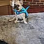 dog, french_bulldog, pet, blue_harness, shark_fin, carpet, rug, indoor, living_room, brick_fireplace, wood_floor, footwear, sitting, curious, animal, cute, canine, house, domestic, companion