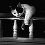 Corner is registered to the contest to win money with this photo: cat, black_and_white, monochrome, indoor, banister, paw, whiskers, portrait, high_contrast, shadow, relaxed, dangling_paw, pet, fur, black_patch, white_fur, railing, close_up, noir, wooden_banister
