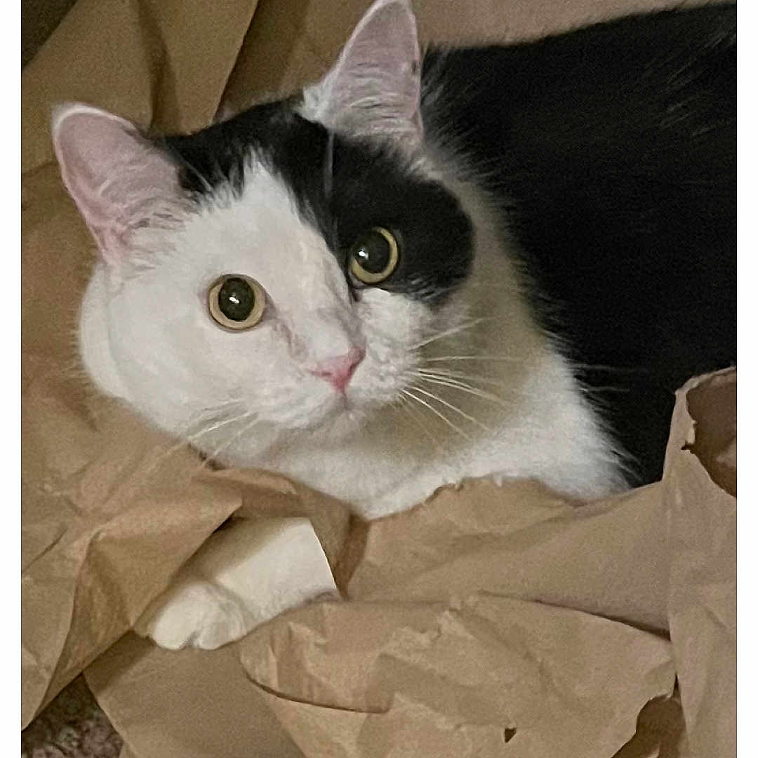 Corner is registered to the contest to win money with this photo: abyssinian, angora, animal, art, bag, blackcat, box, cardboard, carton, cat, indoors, kitten, manx, origami, paper, pet, plastic, plasticbag