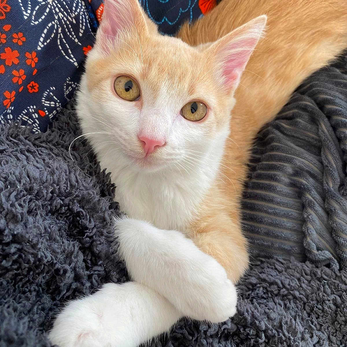 Izar a rejoint le concours — aidez-le/la à gagner de superbes lots ! abyssinian, angora, animal, blanket, cat, cushion, homedecor, kitten, manx, pet, pillow, quilt