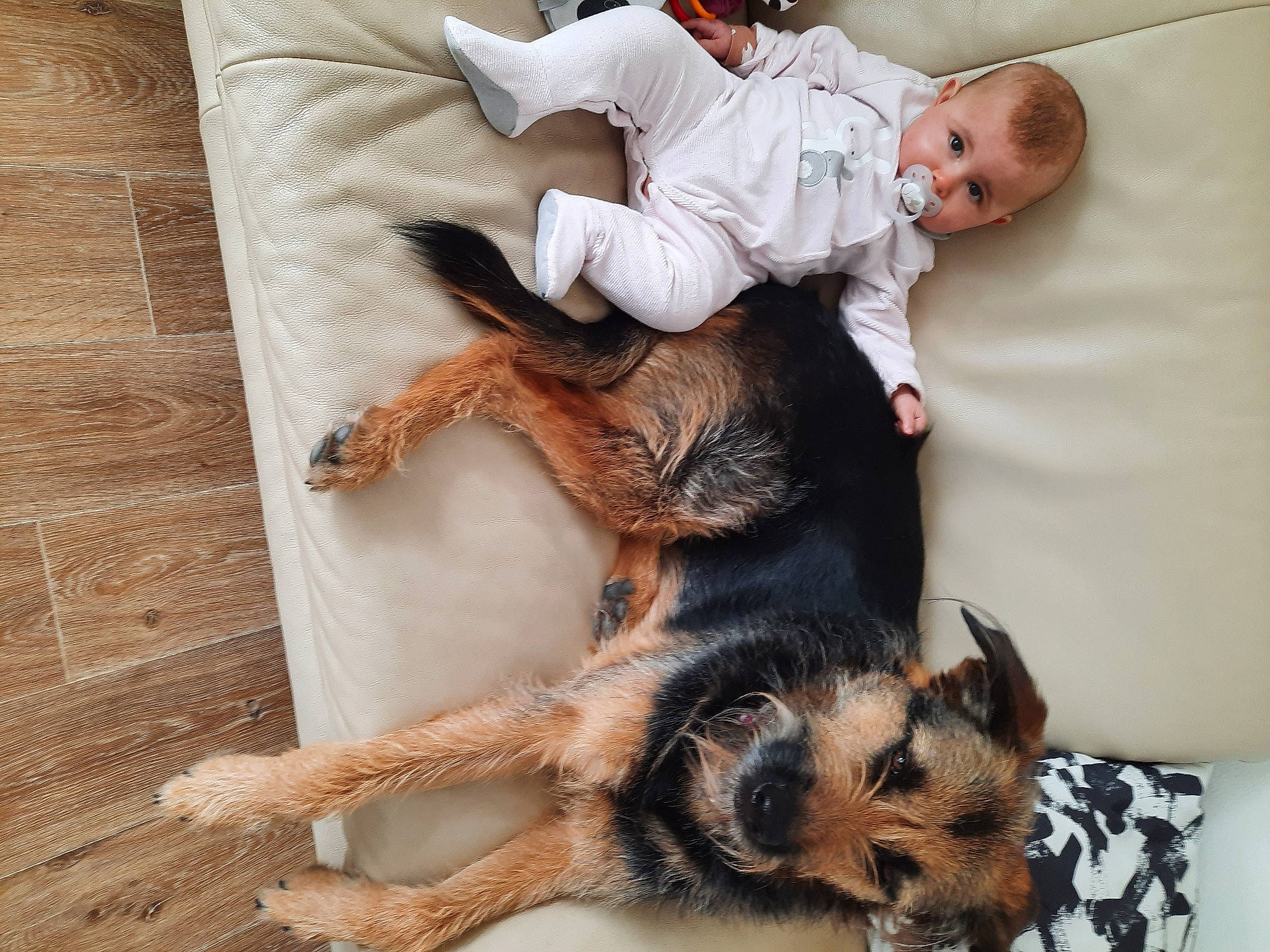 Myla a rejoint le concours — aidez-le/la à gagner de superbes lots ! carnivore, claw, comfort, companion_dog, couch, dog, dog_breed, fawn, flooring, fur, german_shepherd_dog, guard_dog, happy, mammal, paw, person, sitting, tail, toddler, wood