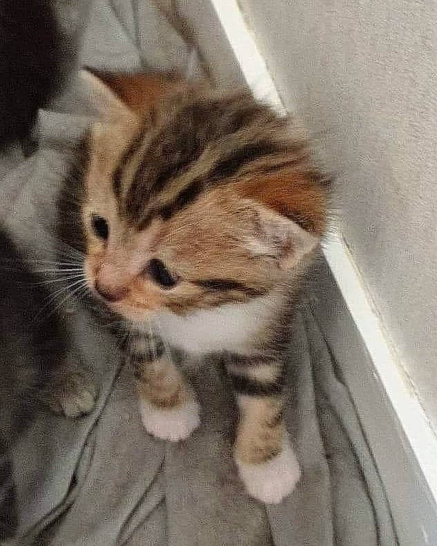 Harley a rejoint le concours — aidez-le/la à gagner de superbes lots ! aegean_cat, american_shorthair, american_wirehair, asian, carnivore, cat, domestic_short_haired_cat, dragon_li, european_shorthair, fawn, felidae, fur, kitten, mammal, pixie_bob, polydactyl_cat, scottish_fold, small_to_medium_sized_cats, tabby_cat, whiskers