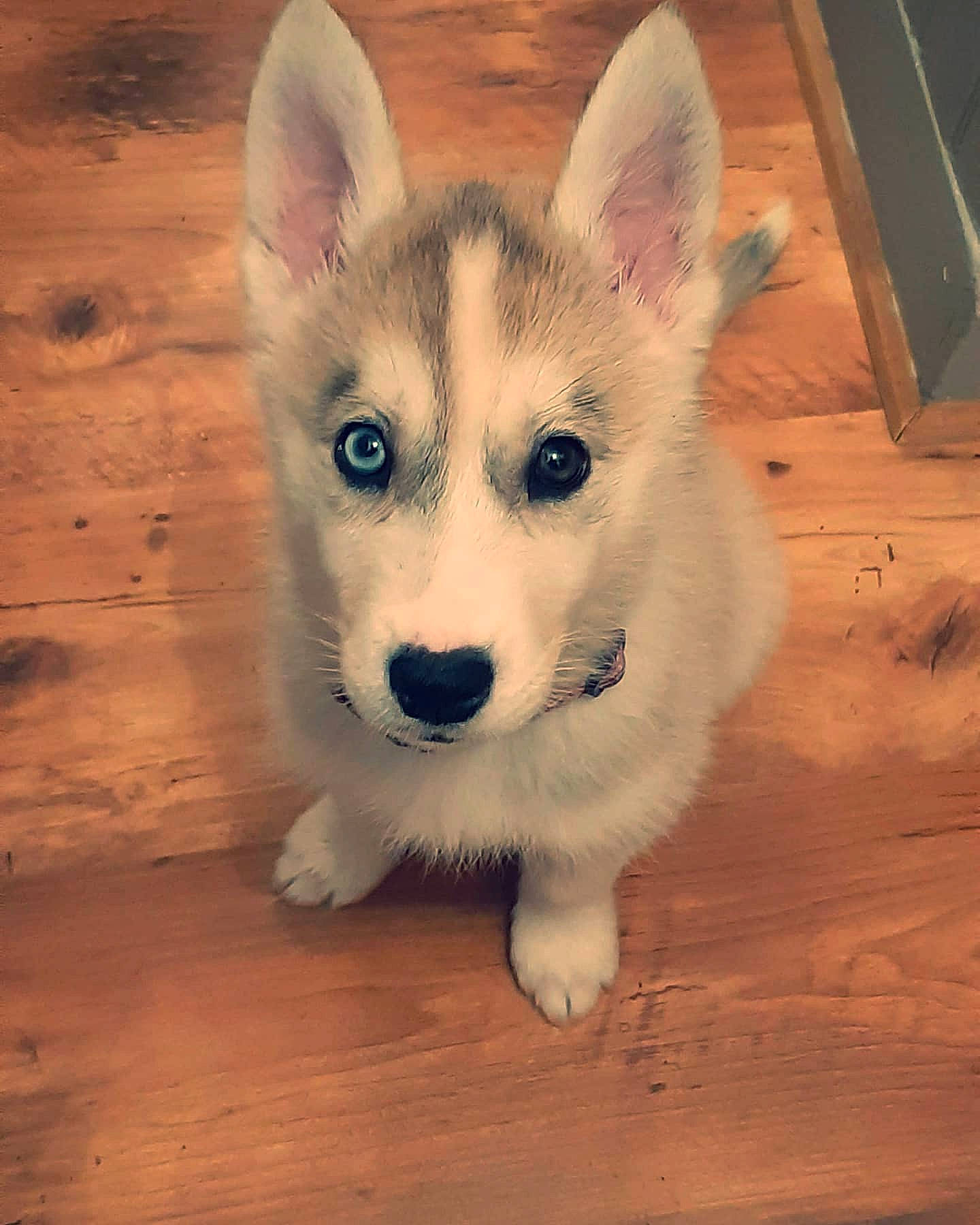 Perle participe au concours pour gagner de l'argent avec cette photo : alaskan_malamute, canaan_dog, canadian_eskimo_dog, canidae, carnivore, dog, dog_breed, eye, mammal, miniature_siberian_husky, native_american_indian_dog, northern_inuit_dog, nose, puppy, sakhalin_husky, siberian_husky, snout, tamaskan_dog, vertebrate, wolfdog