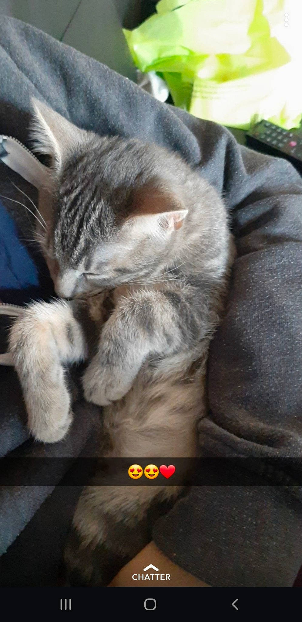 Joker a rejoint le concours — aidez-le/la à gagner de superbes lots ! american_shorthair, asian, carnivore, cat, claw, domestic_short_haired_cat, dragon_li, european_shorthair, felidae, fur, kitten, nebelung, paw, russian_blue, small_to_medium_sized_cats, snout, whiskers