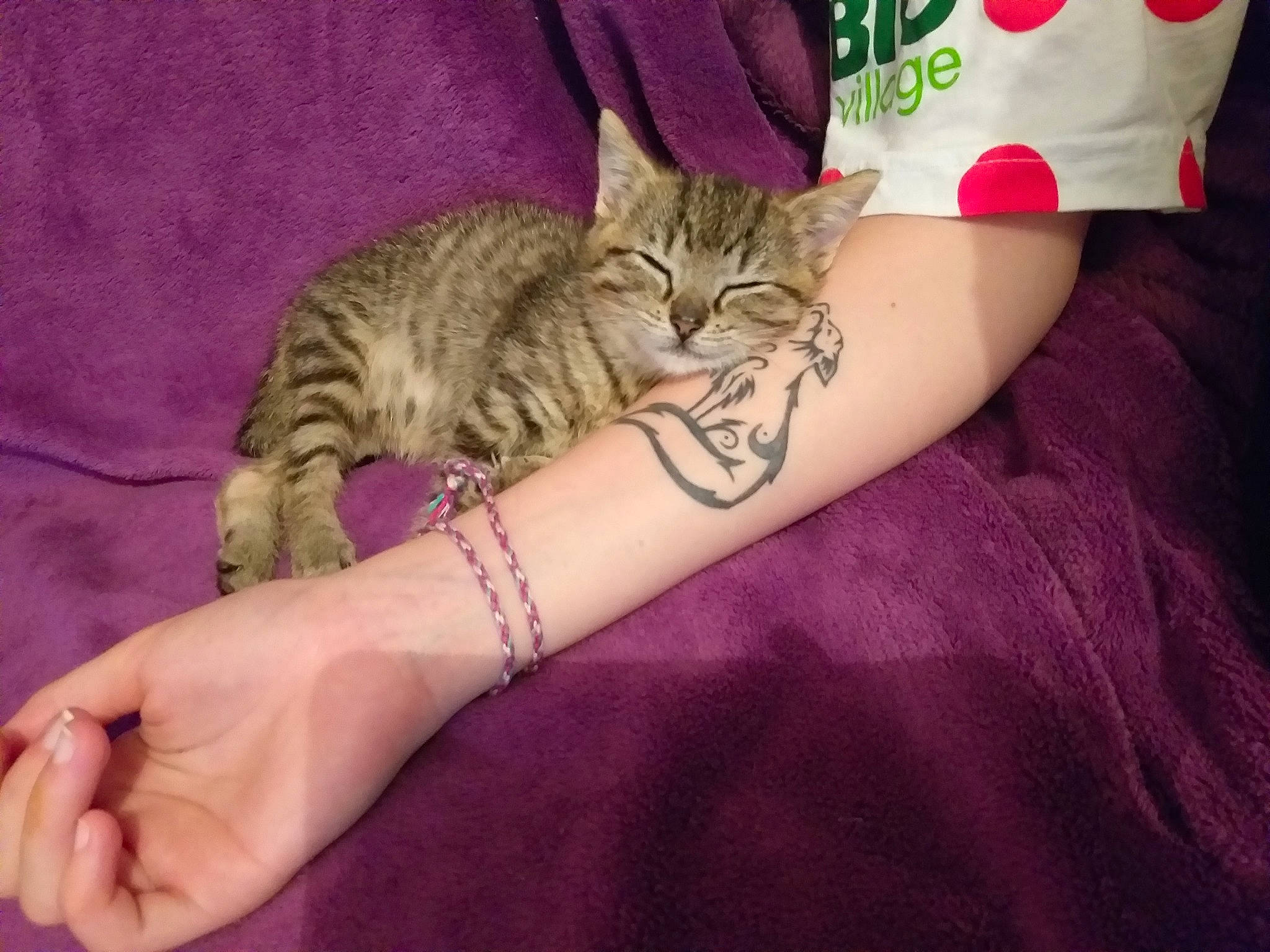 Quinn participe au concours pour gagner de l'argent avec cette photo : american_shorthair, arm, asian, australian_mist, california_spangled, carnivore, cat, chausie, domestic_short_haired_cat, dragon_li, european_shorthair, felidae, hand, kitten, pixie_bob, small_to_medium_sized_cats, sokoke, tabby_cat, toyger, whiskers