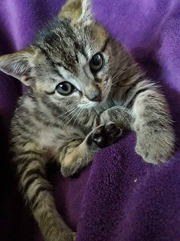 Quinn participe au concours pour gagner de l'argent avec cette photo : american_shorthair, american_wirehair, asian, california_spangled, carnivore, cat, domestic_short_haired_cat, dragon_li, egyptian_mau, european_shorthair, felidae, kitten, mammal, ocicat, pixie_bob, polydactyl_cat, small_to_medium_sized_cats, snout, tabby_cat, whiskers