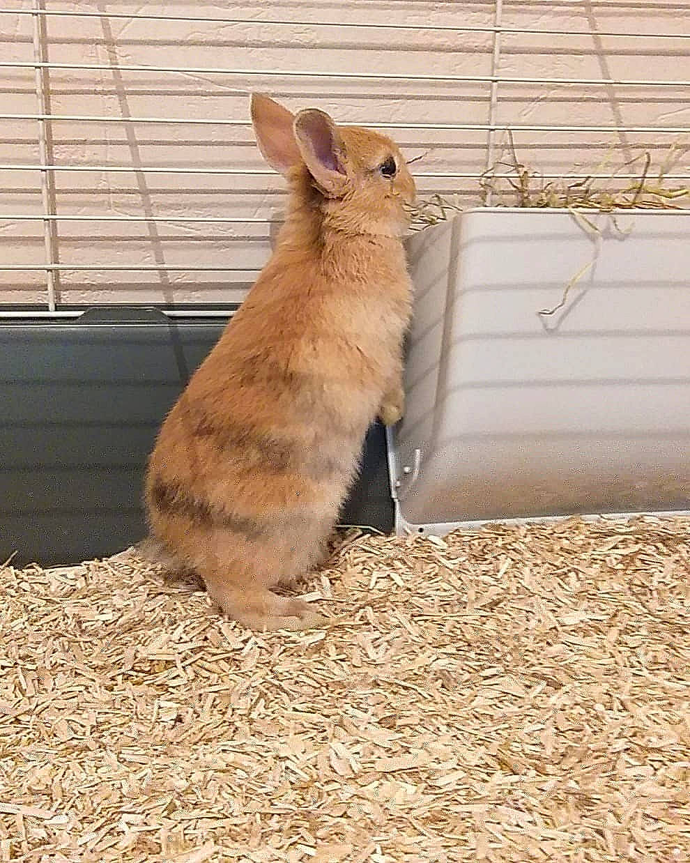 Malya participe au concours pour gagner de l'argent avec cette photo : domestic_rabbit, fawn, hare, mammal, rabbit, rabbits_and_hares, tail, vertebrate, whiskers, wildlife