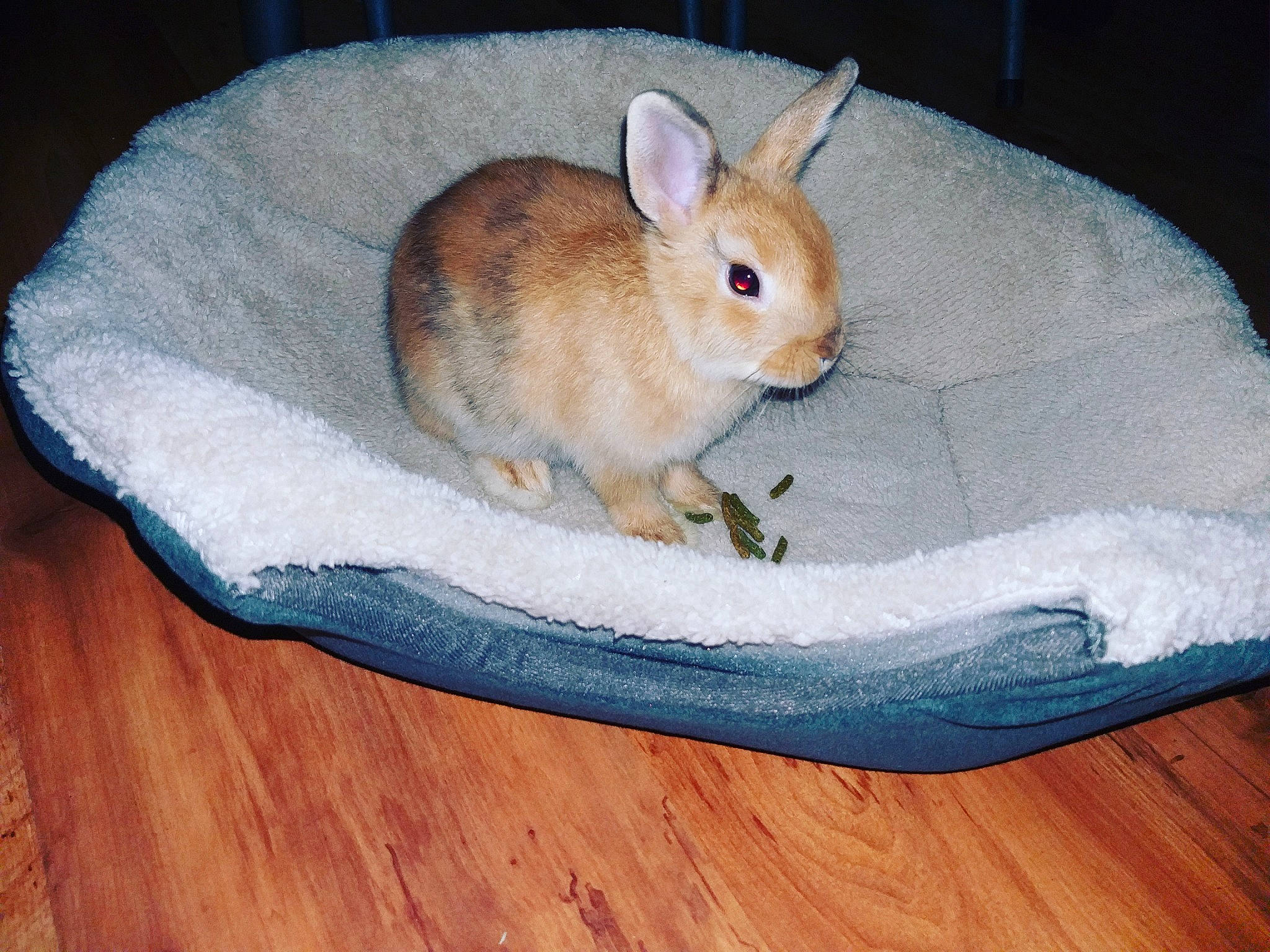 Malya a rejoint le concours — aidez-le/la à gagner de superbes lots ! domestic_rabbit, ear, fawn, fur, hare, mammal, organism, rabbit, rabbits_and_hares, skin, tail, whiskers, wildlife, wood, wood_rabbit