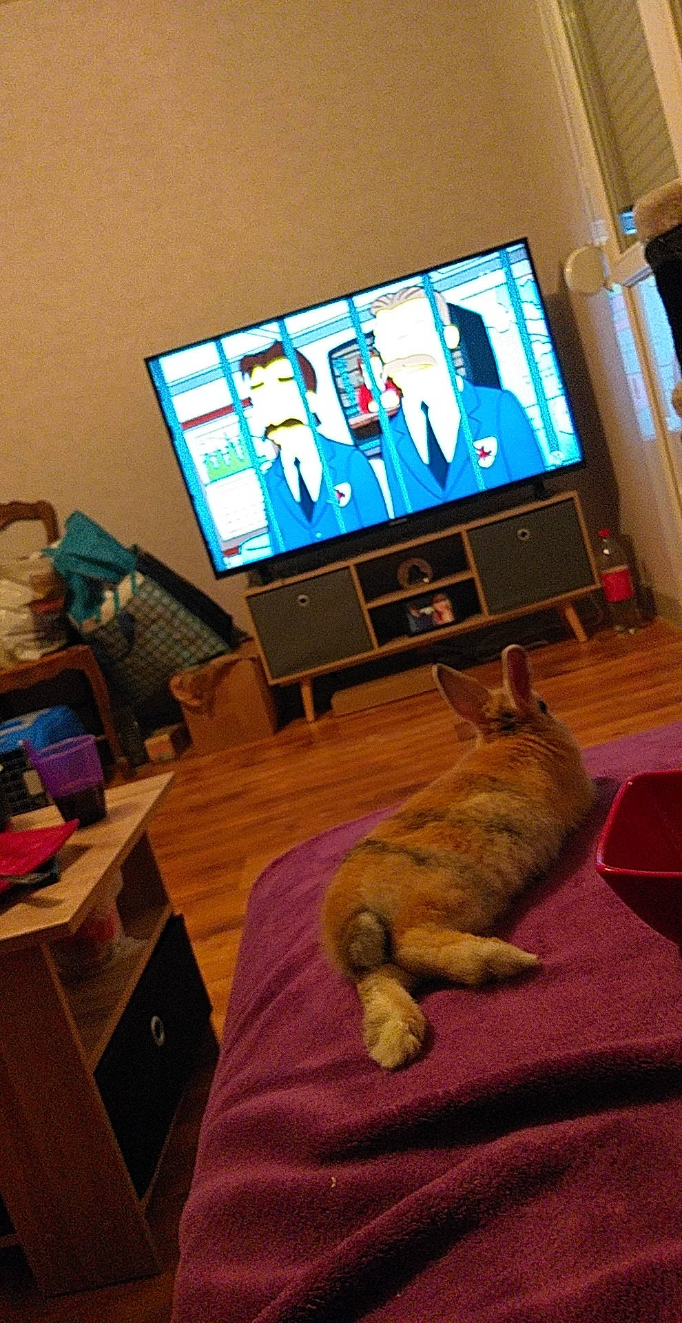 Malya a rejoint le concours — aidez-le/la à gagner de superbes lots ! cat, display_device, electronic_device, felidae, flat_panel_display, flooring, furniture, gadget, interior_design, media, room, small_to_medium_sized_cats, technology, television, whiskers