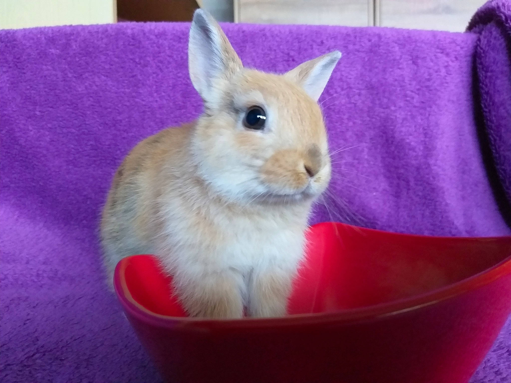 Malya a rejoint le concours — aidez-le/la à gagner de superbes lots ! domestic_rabbit, ear, fawn, hare, mammal, pink, rabbit, rabbits_and_hares, snout, vertebrate, whiskers