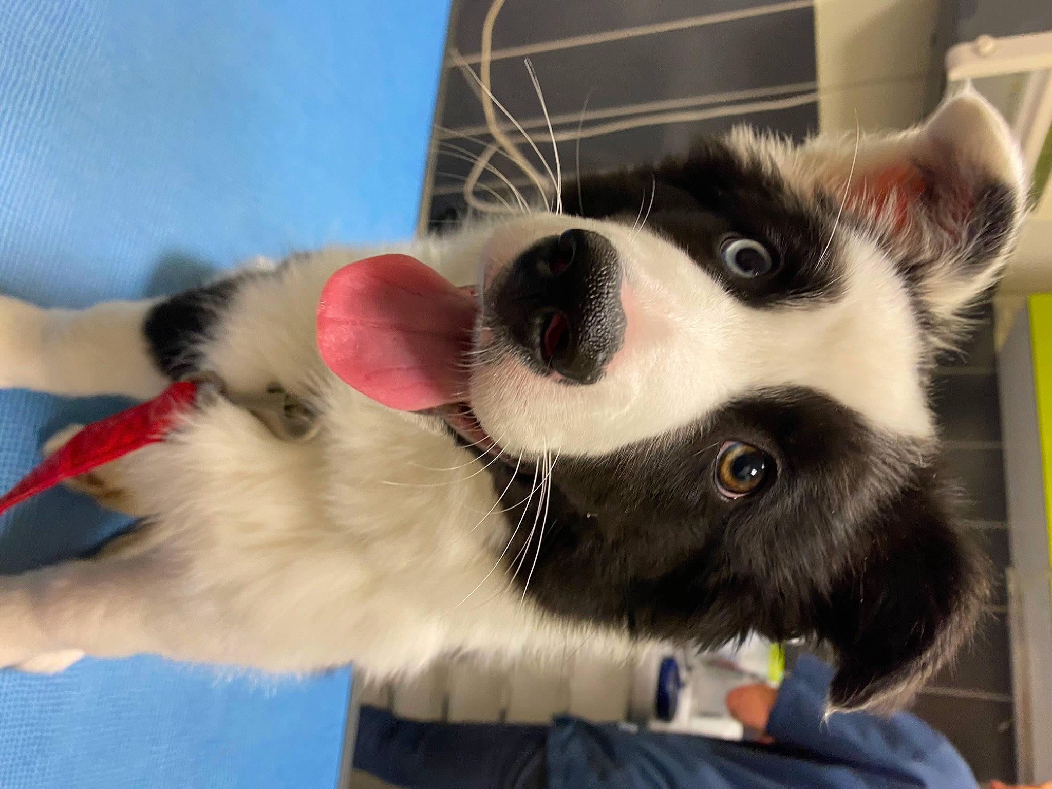 Una participe au concours pour gagner de l'argent avec cette photo : canidae, carmine, carnivore, claw, collar, comfort, companion_dog, dog, dog_breed, felidae, foot, fur, paw, snout, sporting_group, tail, whiskers