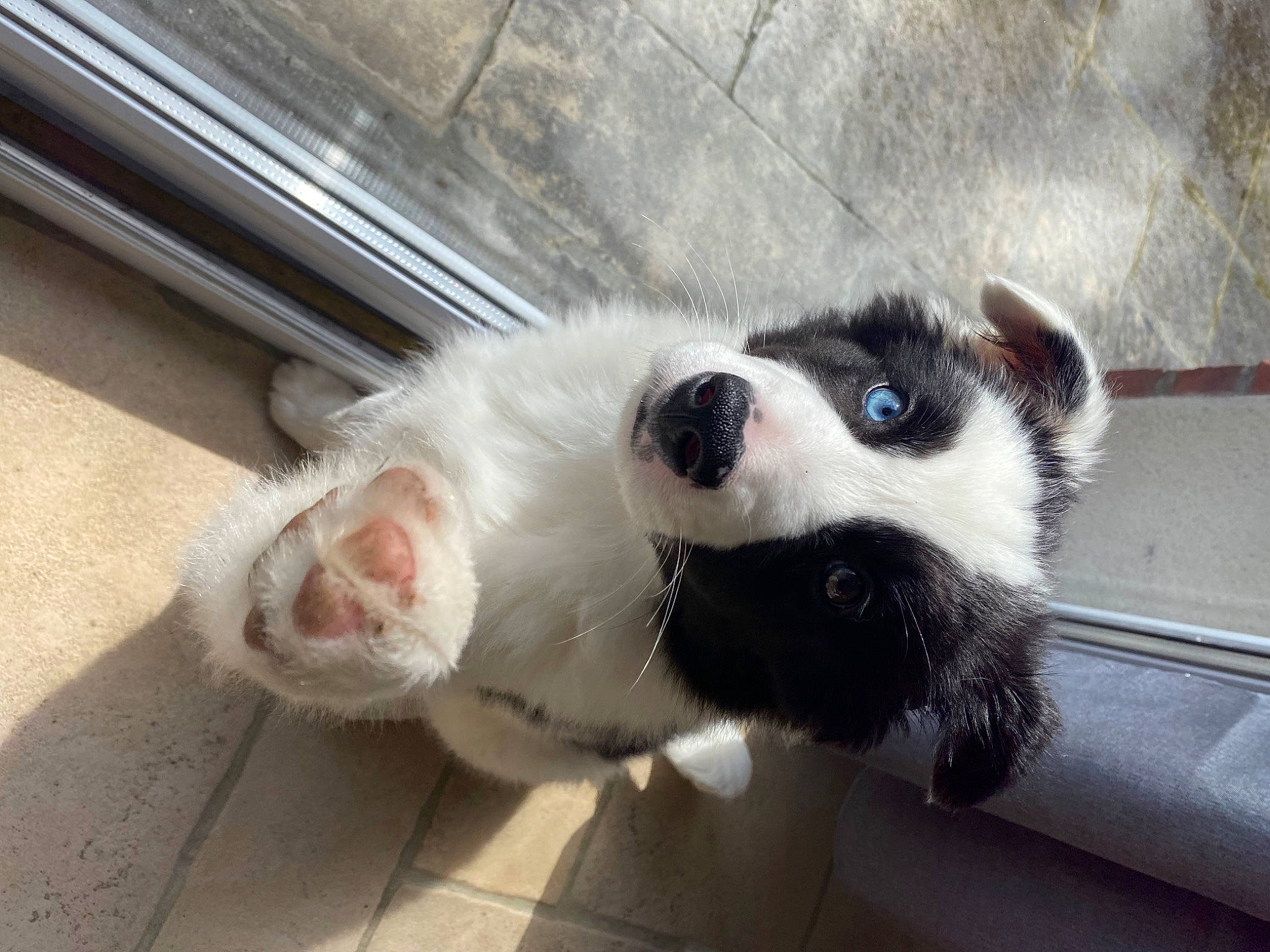 Una participe au concours pour gagner de l'argent avec cette photo : canidae, carnivore, claw, collar, companion_dog, dog, dog_breed, fawn, felidae, foot, fur, non_sporting_group, paw, snout, sporting_group, tail, terrestrial_animal, whiskers, working_animal