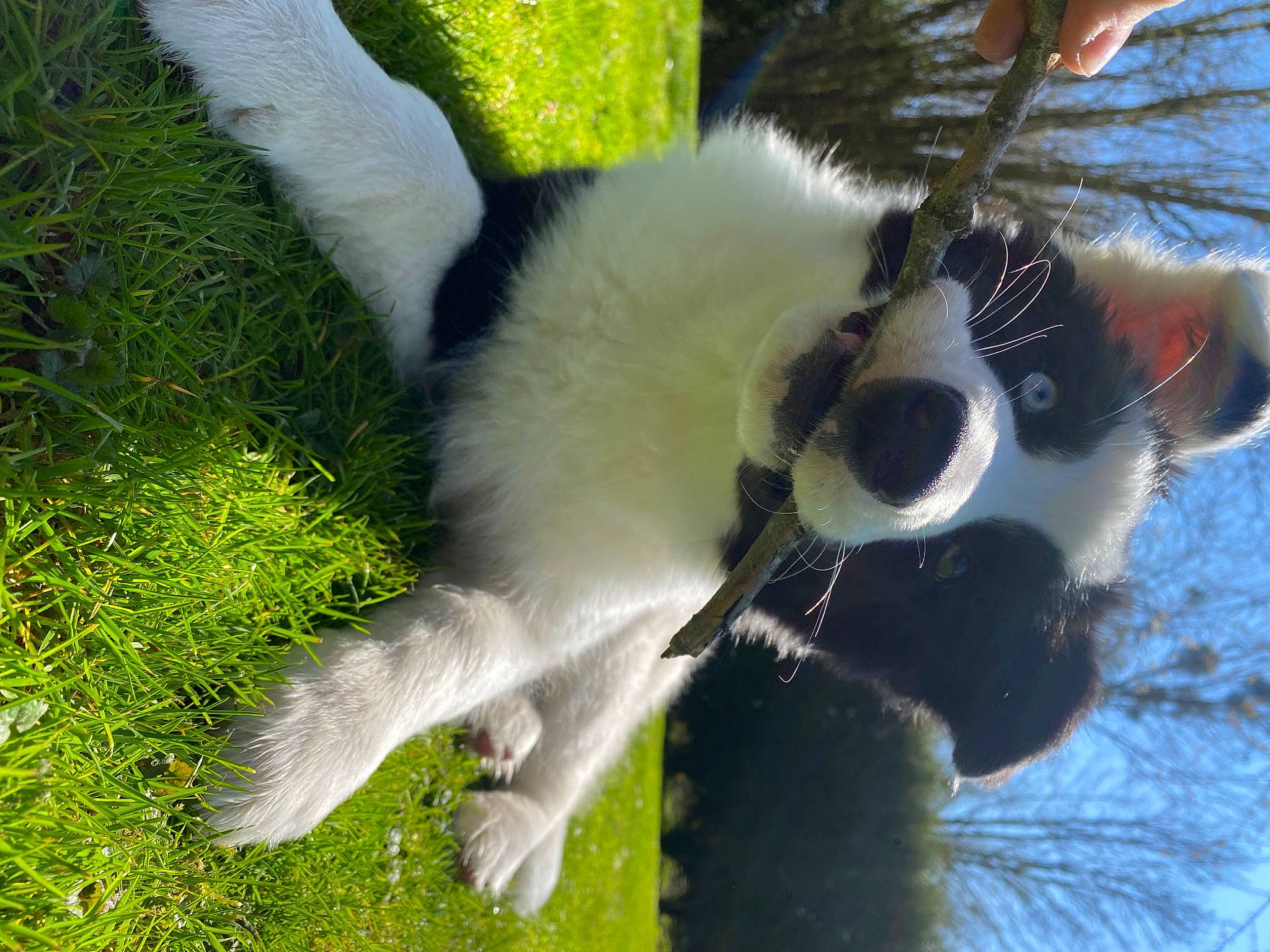 Una a rejoint le concours — aidez-le/la à gagner de superbes lots ! canidae, carnivore, cat, collar, companion_dog, dog_breed, dog_collar, felidae, fur, grass, grassland, groundcover, plant, small_to_medium_sized_cats, sporting_group, tail, terrestrial_animal, tree, water, whiskers