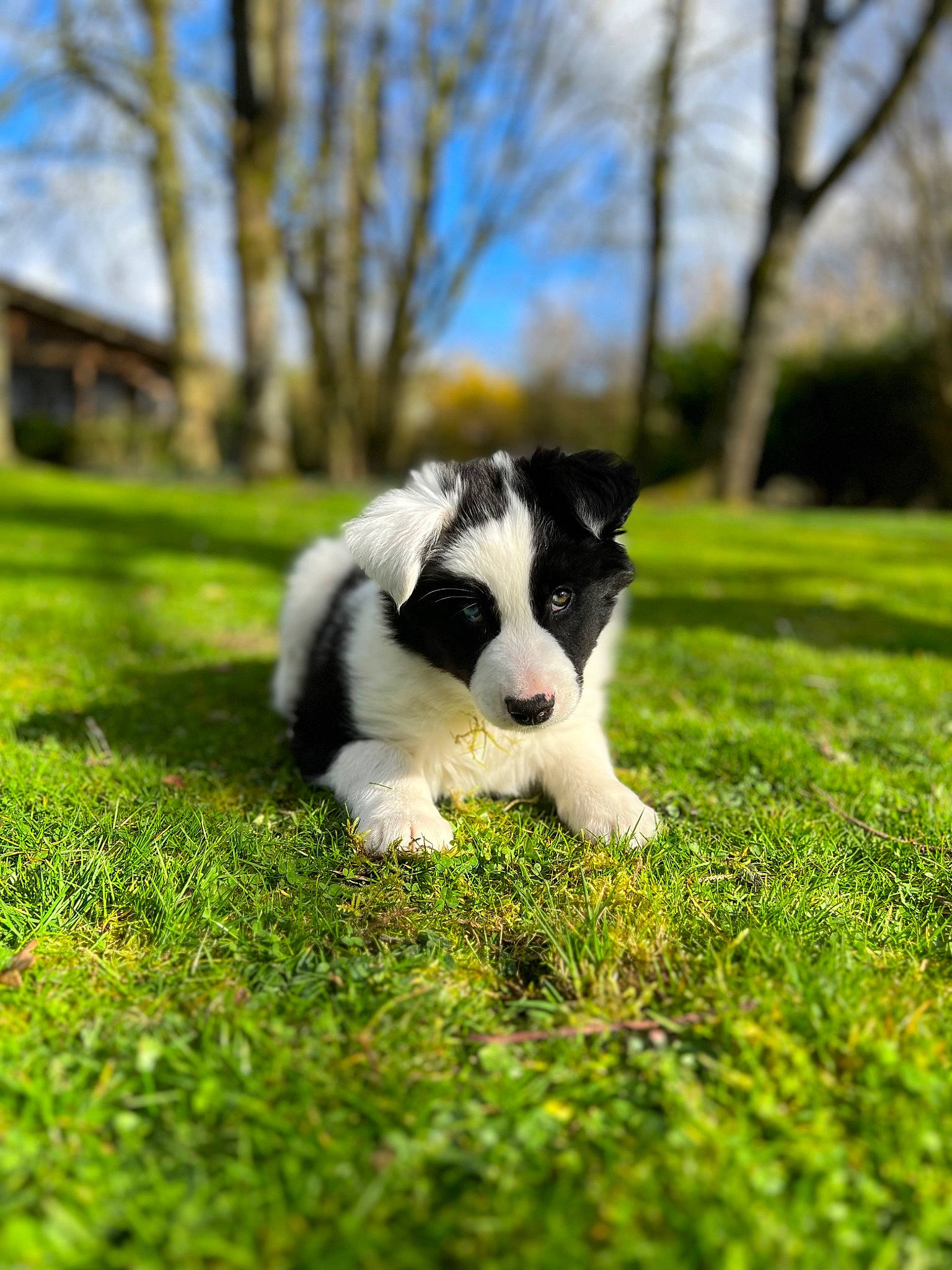 Una participe au concours pour gagner de l'argent avec cette photo : canidae, carnivore, companion_dog, dog, dog_breed, grass, grassland, groundcover, herding_dog, non_sporting_group, pasture, plant, puppy, sky, sporting_group, tail, terrestrial_animal, tree, working_animal, working_dog