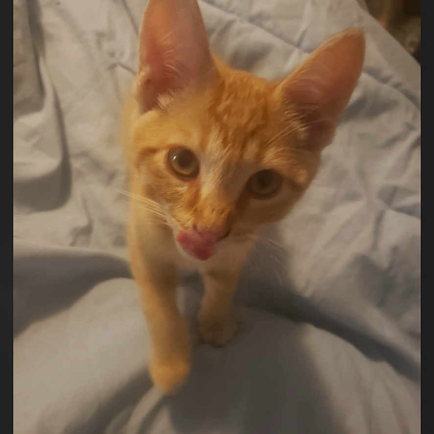 Gizmo is registered to the contest to win money with this photo: animal, bed, blanket, cat, closeup, curious, cute, ears, face, feline, fur, indoor, kitten, orange_tabby, pet, playful, soft, tongue_out, whiskers, young