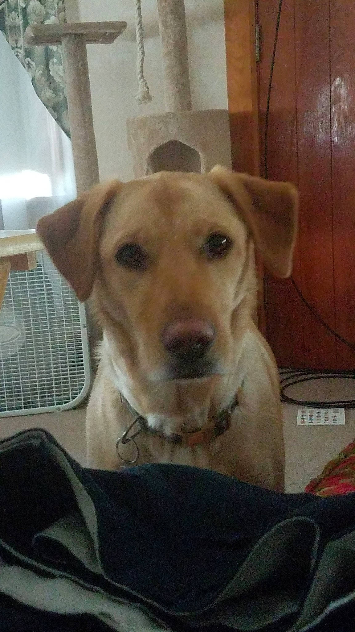 Bourbon joined the competition — help win amazing prizes! beagador, canidae, carnivore, dog, dog_breed, ear, fawn, labrador_retriever, mammal, potcake_dog, puppy, retriever, snout, sporting_group, street_dog, whiskers