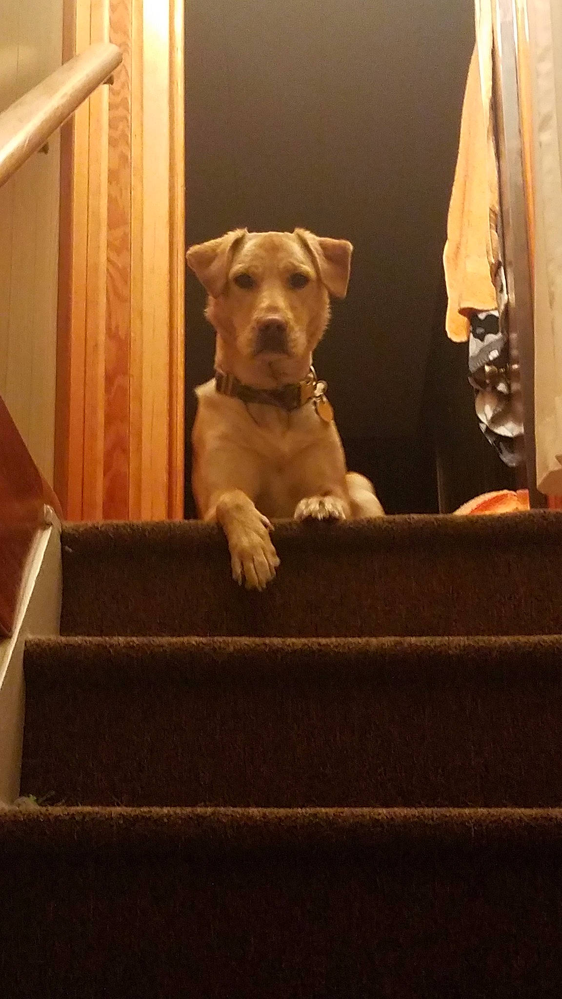 Bourbon is registered to the contest to win money with this photo: american_pit_bull_terrier, canidae, carnivore, companion_dog, dog, dog_breed, fawn, non_sporting_group, puppy