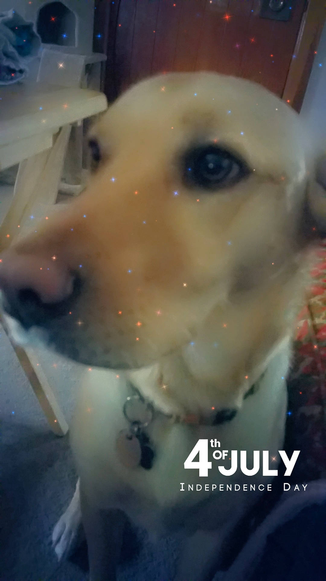 Bourbon is registered to the contest to win money with this photo: canidae, carnivore, companion_dog, dog, dog_breed, fawn, golden_retriever, labrador_retriever, nose, retriever, snout, sporting_group