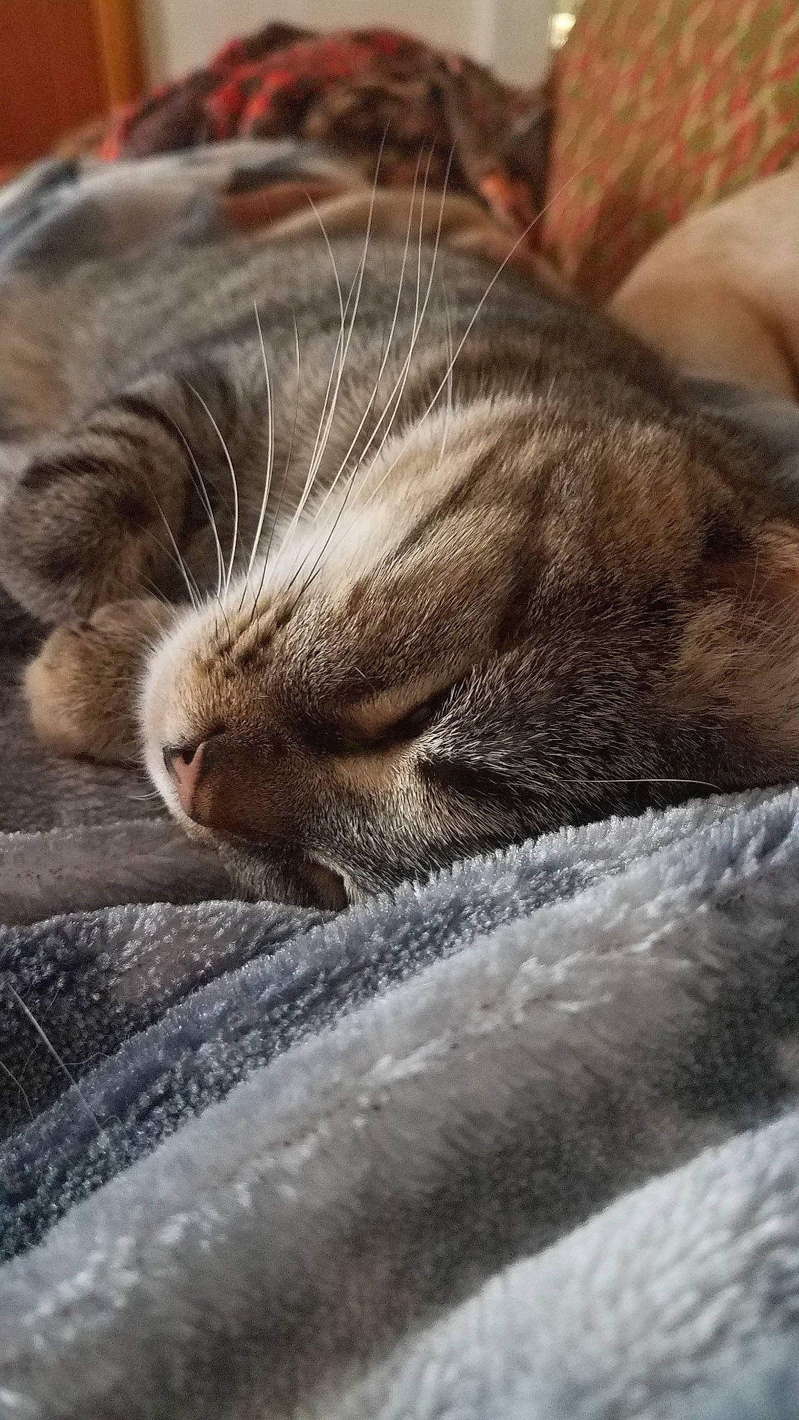 Whiskie joined the competition — help win amazing prizes! aegean_cat, asian, carnivore, cat, close_up, domestic_short_haired_cat, european_shorthair, fawn, felidae, fur, kitten, nap, paw, pixie_bob, polydactyl_cat, sleep, small_to_medium_sized_cats, snout, tabby_cat, whiskers