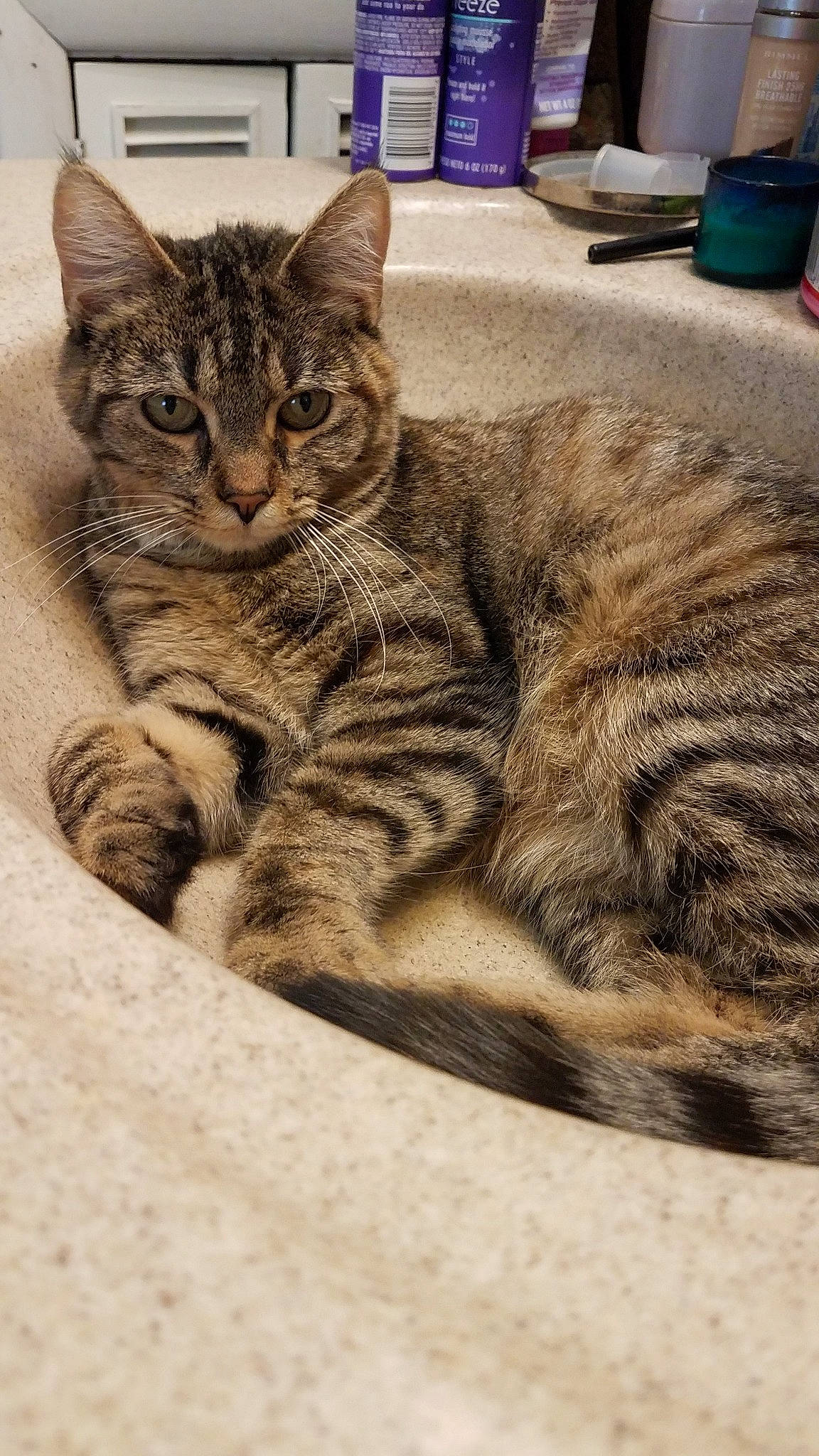 Whiskie is registered to the contest to win money with this photo: aegean_cat, american_shorthair, asian, california_spangled, carnivore, cat, domestic_short_haired_cat, dragon_li, european_shorthair, felidae, fur, kitten, mammal, pixie_bob, small_to_medium_sized_cats, tabby_cat, toyger, vertebrate, whiskers, wild_cat