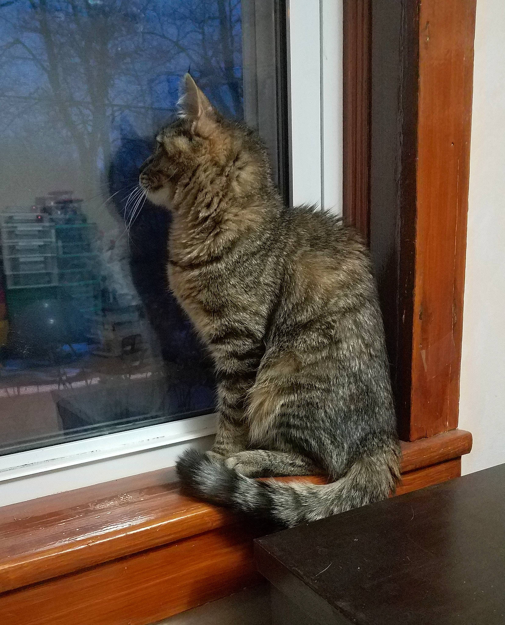 Whiskie joined the competition — help win amazing prizes! asian, california_spangled, carnivore, cat, domestic_short_haired_cat, dragon_li, european_shorthair, felidae, fur, kurilian_bobtail, mammal, pixie_bob, small_to_medium_sized_cats, tabby_cat, tail, toyger, whiskers, wild_cat, wood