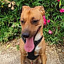 dog, brown_dog, sitting, tongue_out, black_harness, outdoor, greenery, flowers, pink_flowers, gravel, pet, canine, leash, nature, sunlight, happy, closeup, animal, fur, ears