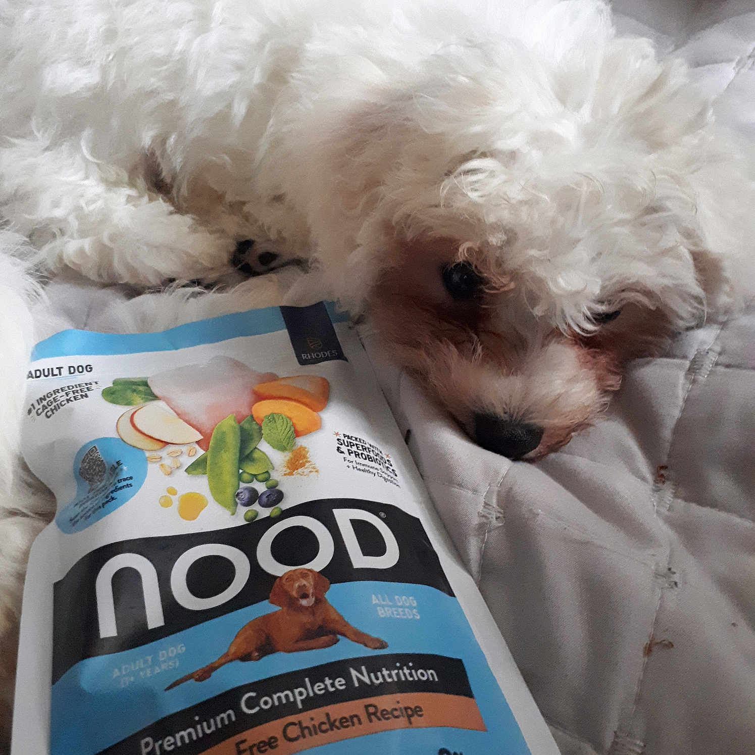 Max joined the competition — help win amazing prizes! advertisement, animal, book, canine, couch, cushion, dog, eskimodog, furniture, homedecor, person, pet, poodle, poster, publication, puppy, reading, terrier, text, whitedog