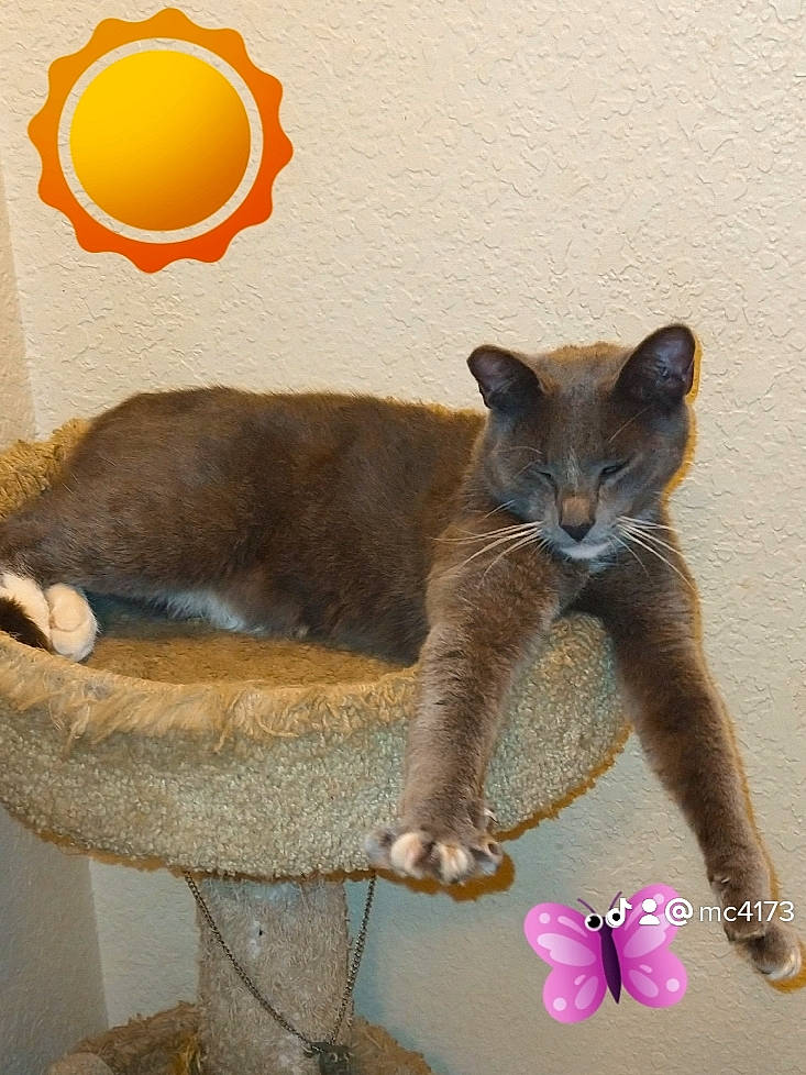 Gray joined the competition — help win amazing prizes! carnivore, cat, cat_supply, cat_toy, claw, comfort, domestic_short_haired_cat, fawn, felidae, foot, fur, paw, pet_supply, russian_blue, sitting, small_to_medium_sized_cats, snout, tail, terrestrial_animal, whiskers