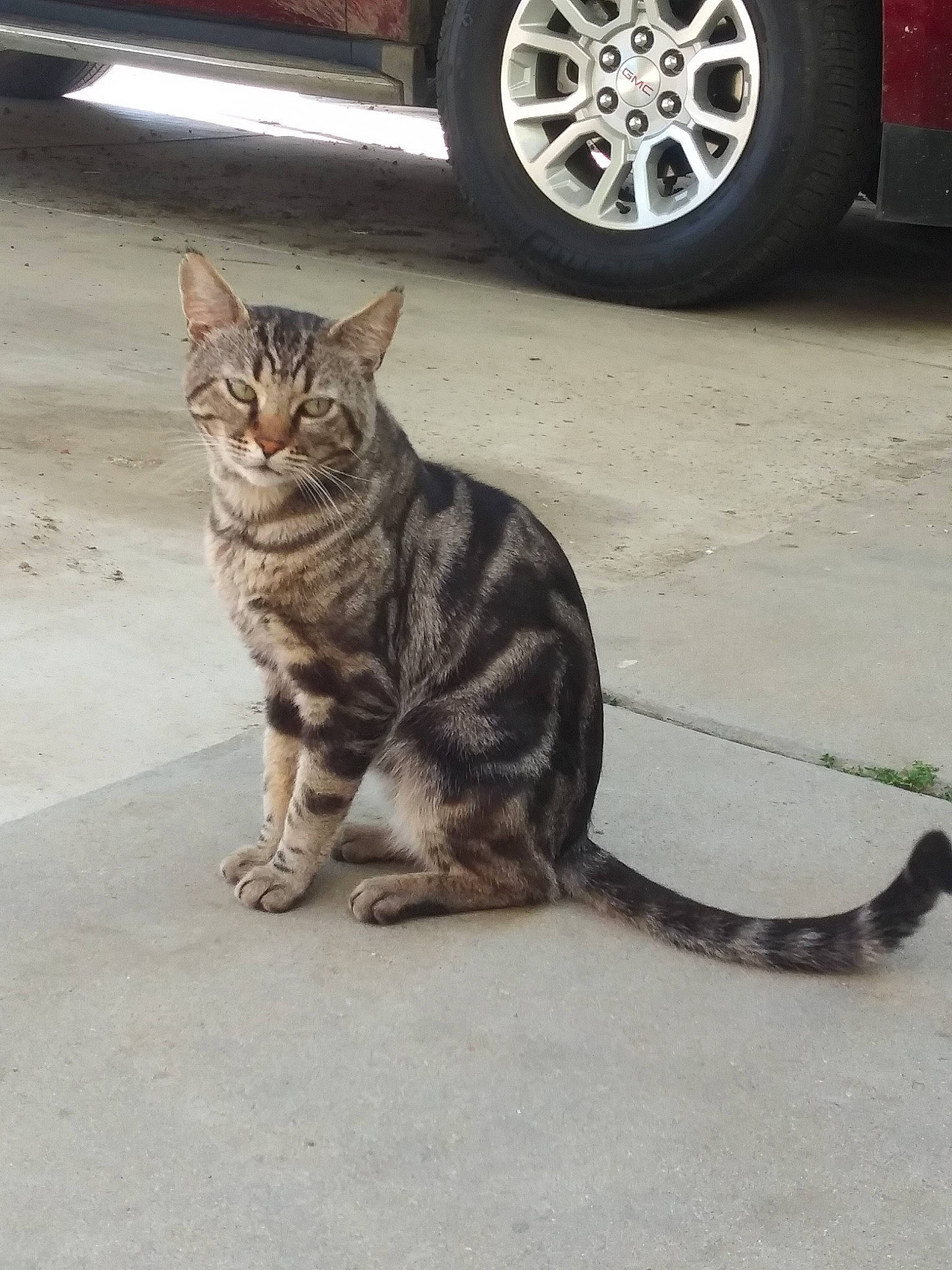 Myno joined the competition — help win amazing prizes! arabian_mau, asian, automotive_wheel_system, bengal, carnivore, cat, domestic_short_haired_cat, dragon_li, european_shorthair, felidae, kitten, mammal, small_to_medium_sized_cats, sokoke, tabby_cat, vehicle, vertebrate, wheel, whiskers, wild_cat