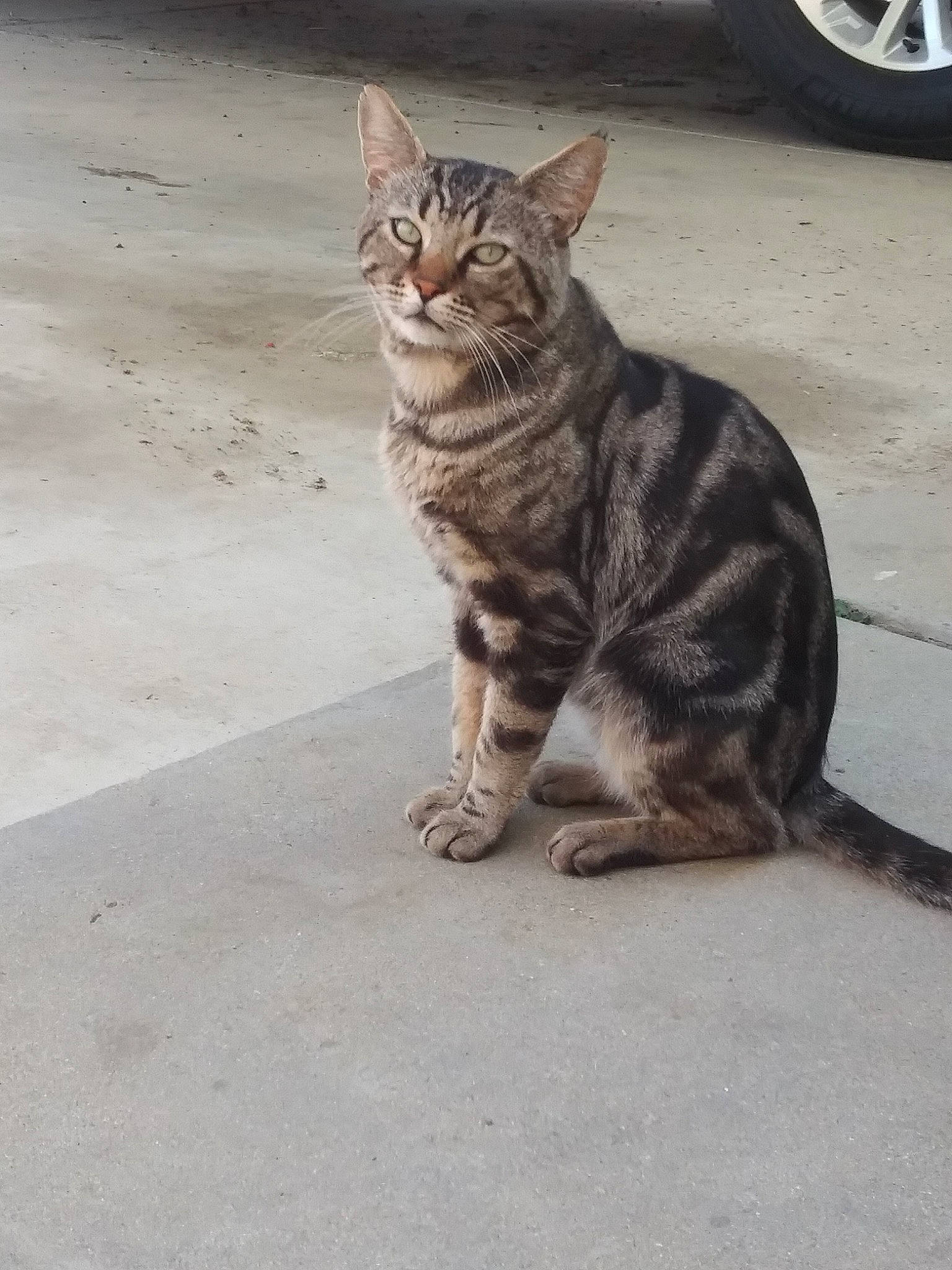 Myno joined the competition — help win amazing prizes! aegean_cat, american_shorthair, arabian_mau, asian, bengal, carnivore, cat, domestic_short_haired_cat, dragon_li, egyptian_mau, european_shorthair, felidae, kitten, mammal, small_to_medium_sized_cats, sokoke, tabby_cat, tail, vertebrate, whiskers