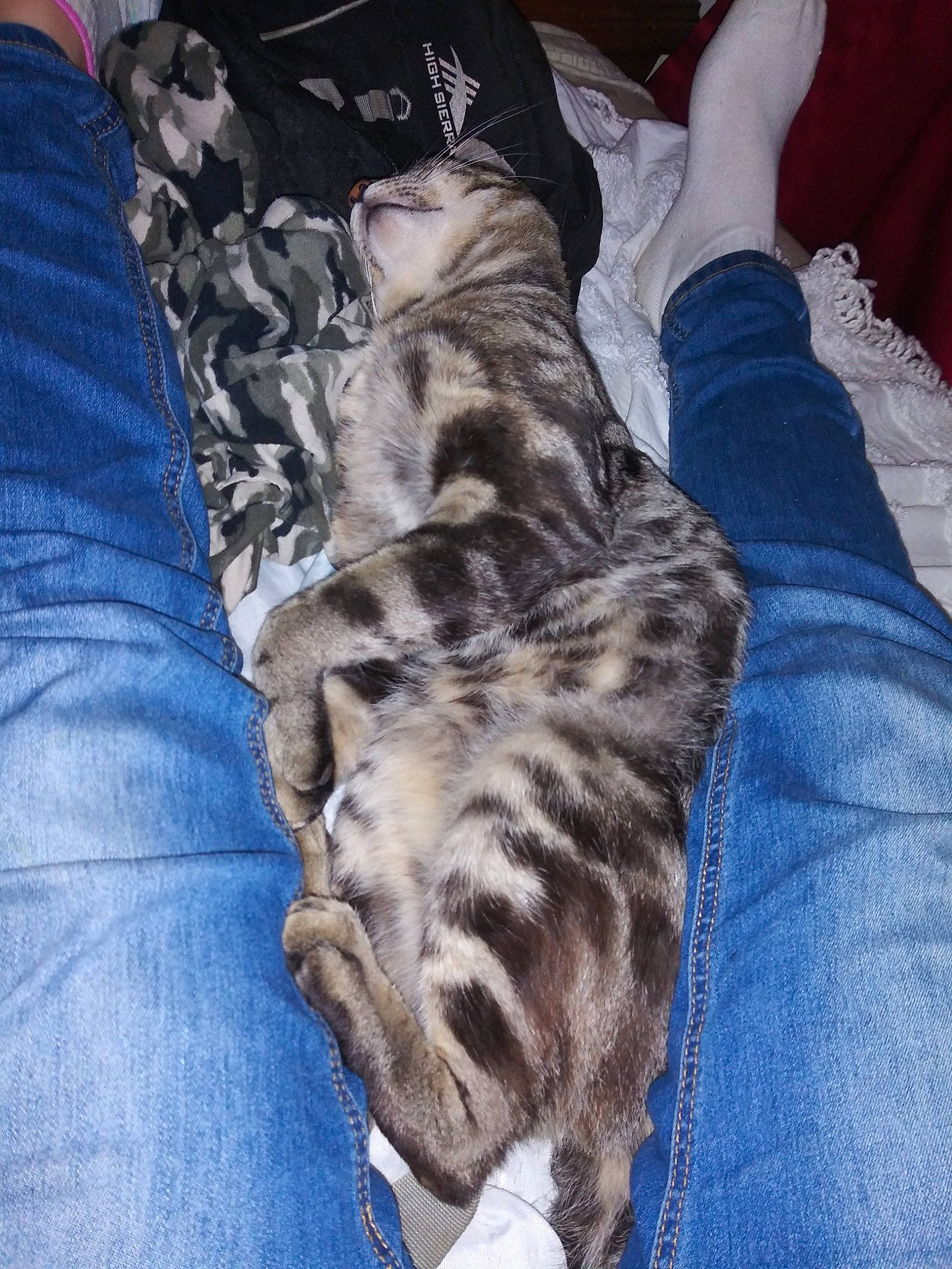 Myno is registered to the contest to win money with this photo: american_shorthair, bengal, carnivore, cat, denim, dragon_li, egyptian_mau, european_shorthair, fawn, felidae, fur, jeans, kitten, paw, sleep, small_to_medium_sized_cats, tabby_cat, textile, whiskers