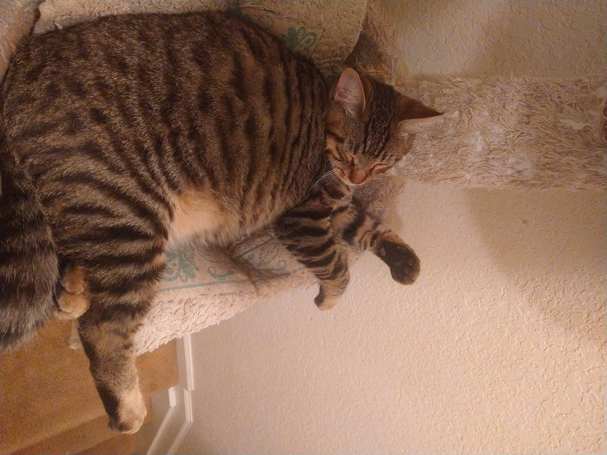 Chubby Wubby Cheeto joined the competition — help win amazing prizes! carnivore, cat, comfort, domestic_short_haired_cat, door, eye, felidae, flooring, fur, head, pattern, paw, small_to_medium_sized_cats, snout, tail, terrestrial_animal, whiskers, wood