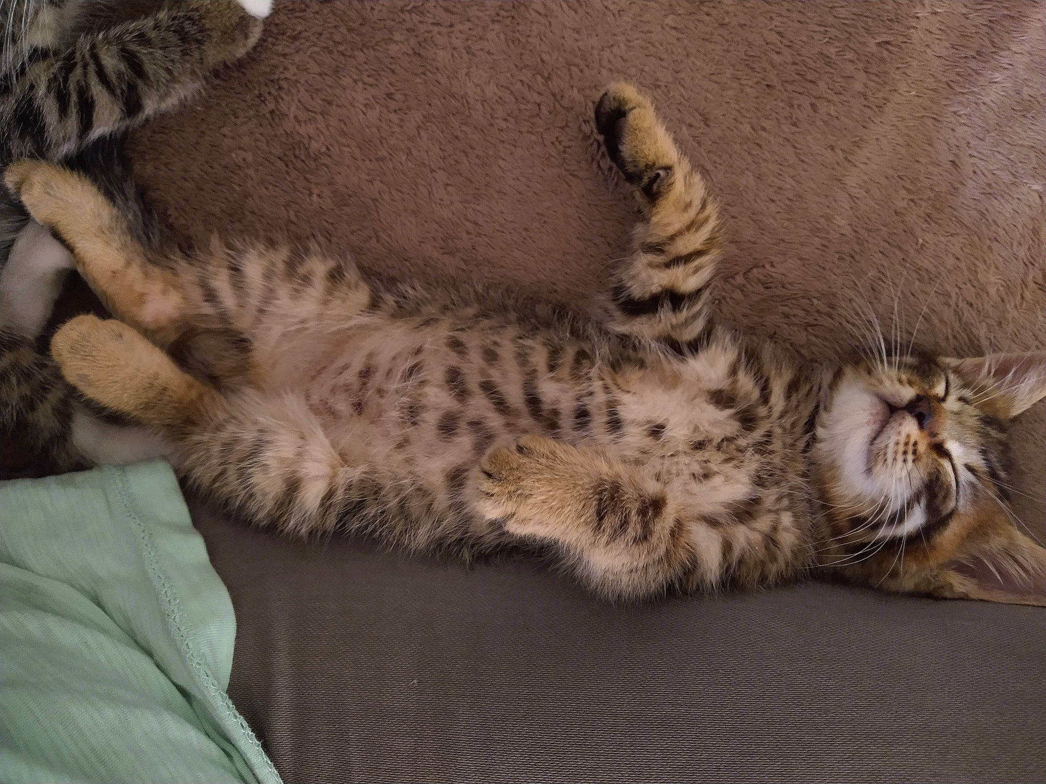 Chubby Wubby Cheeto is registered to the contest to win money with this photo: carnivore, cat, claw, comfort, domestic_short_haired_cat, felidae, fur, paw, small_to_medium_sized_cats, tail, terrestrial_animal, whiskers, wildlife