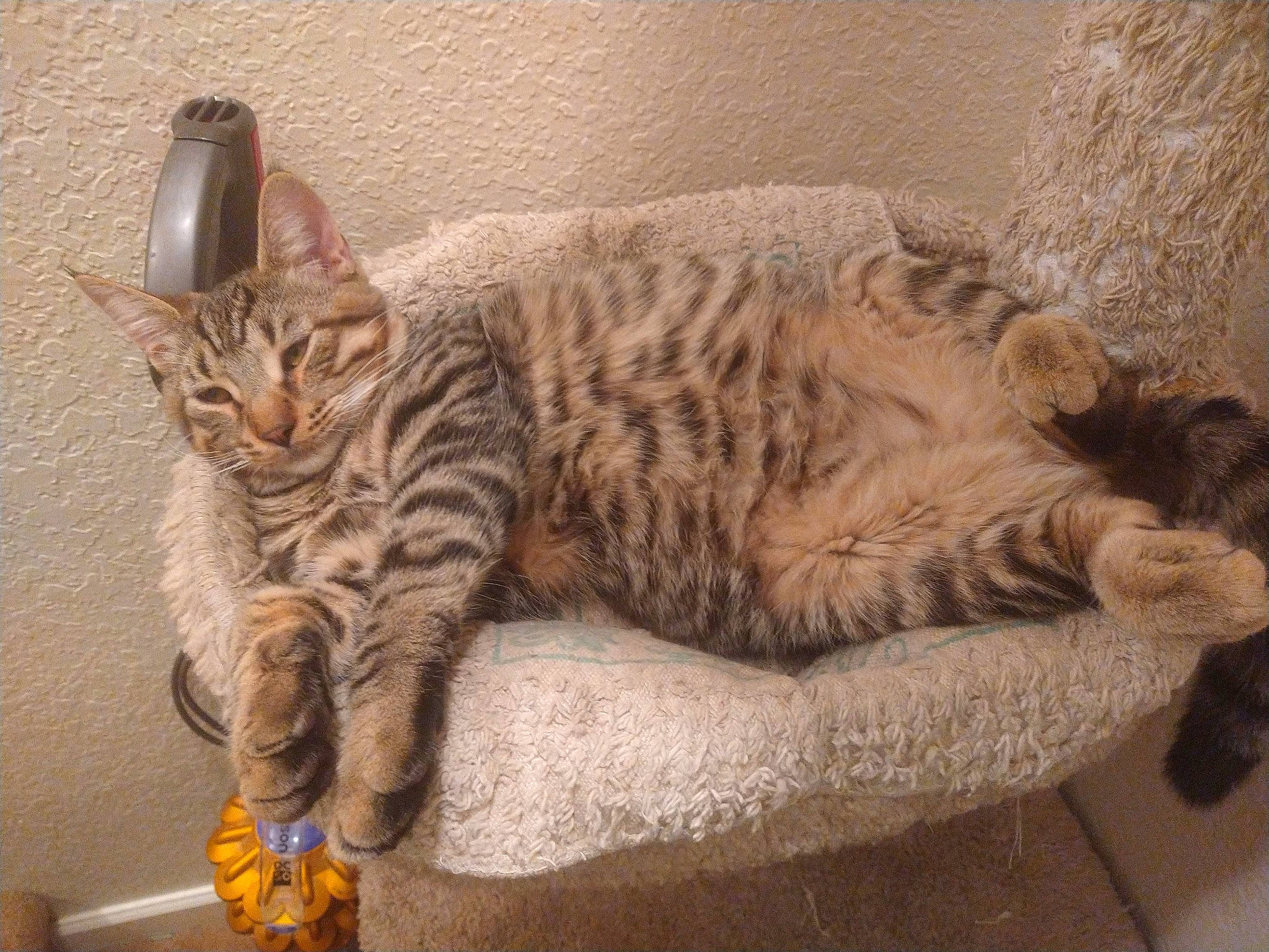 Chubby Wubby Cheeto is registered to the contest to win money with this photo: carnivore, cat, cat_supply, claw, comfort, domestic_short_haired_cat, fawn, felidae, fur, nap, paw, sitting, small_to_medium_sized_cats, snout, tail, terrestrial_animal, whiskers, window, wood