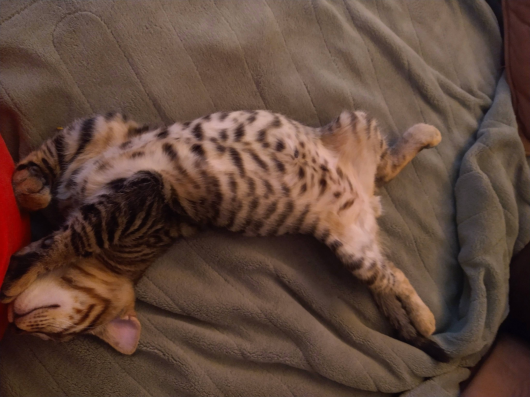 Chubby Wubby Cheeto is registered to the contest to win money with this photo: big_cats, carnivore, cat, cat_bed, claw, comfort, domestic_short_haired_cat, fawn, felidae, fur, nap, paw, sleep, small_to_medium_sized_cats, snout, tail, terrestrial_animal, whiskers, wildlife, wood