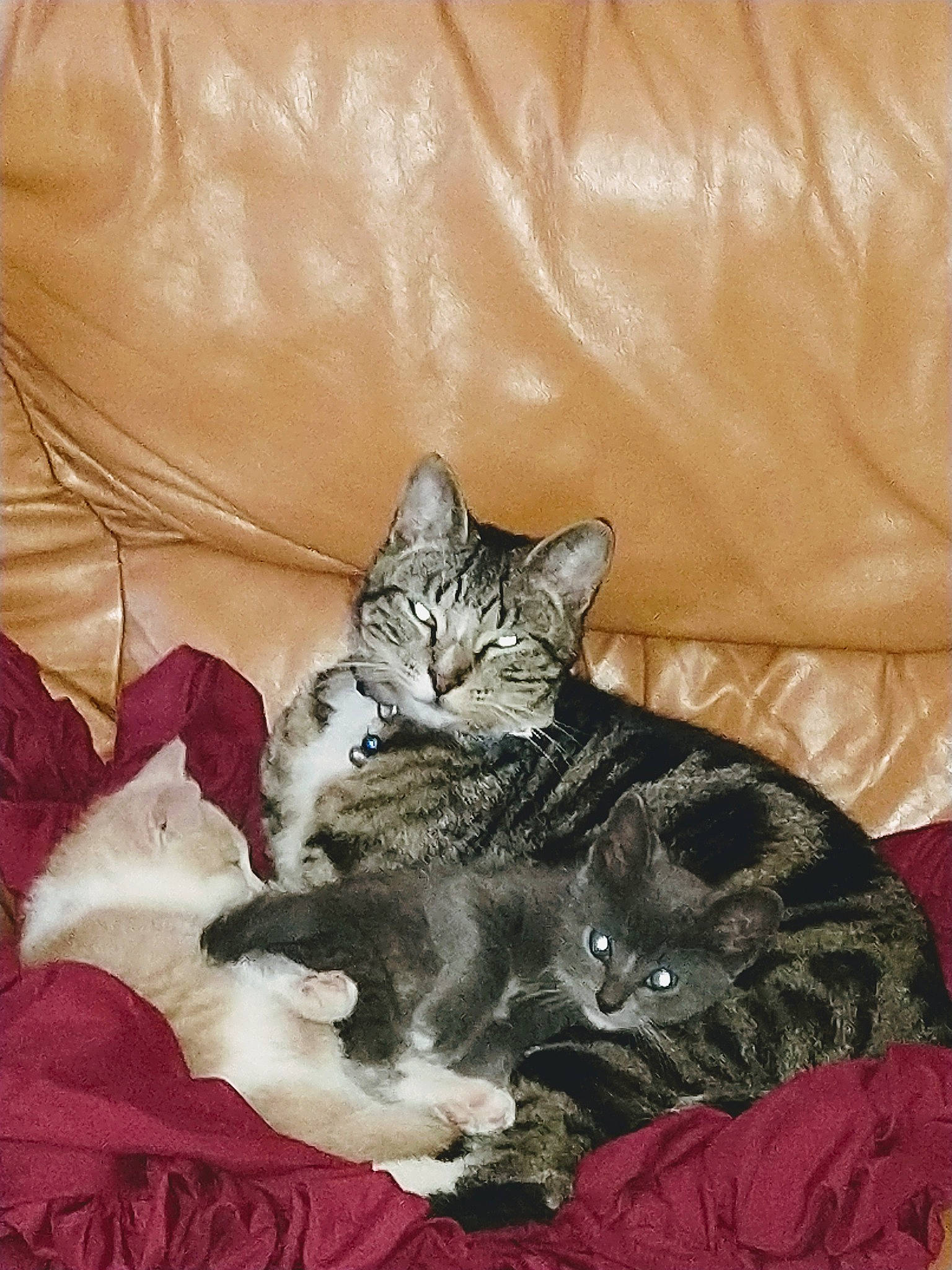 Junior is registered to the contest to win money with this photo: bed, carnivore, cat, claw, comfort, domestic_short_haired_cat, felidae, fur, grey, linens, pattern, paw, room, sitting, small_to_medium_sized_cats, tail, terrestrial_animal, textile, whiskers