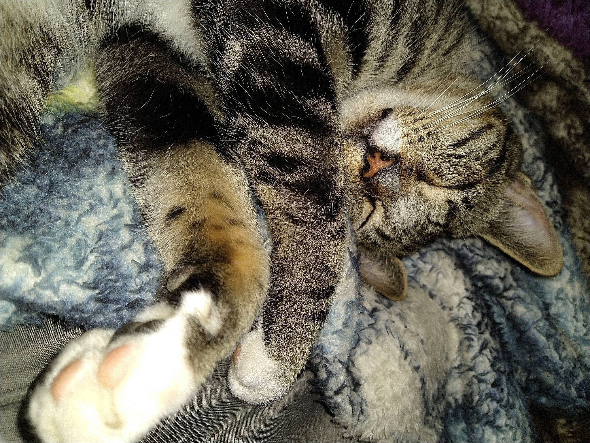 Junior is registered to the contest to win money with this photo: carnivore, cat, claw, close_up, comfort, domestic_short_haired_cat, eye, fawn, felidae, fur, nap, paw, sleep, small_to_medium_sized_cats, snout, tail, terrestrial_animal, whiskers, wildlife, wrinkle