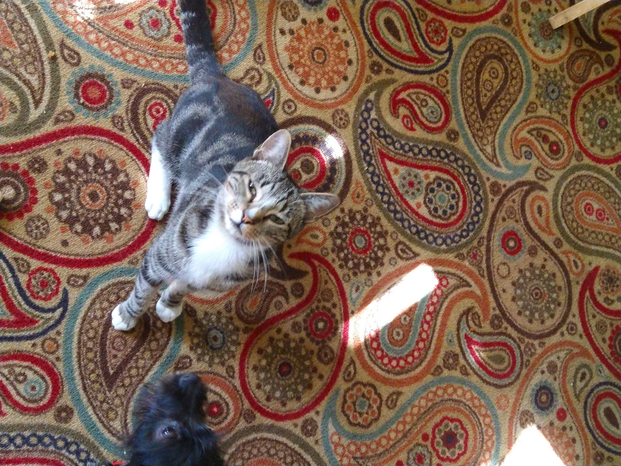 Junior is registered to the contest to win money with this photo: art, building, carnivore, carpet, cat, ceiling, domestic_short_haired_cat, felidae, floor, flooring, fur, grey, interior_design, pattern, room, small_to_medium_sized_cats, tail, visual_arts, whiskers, wood