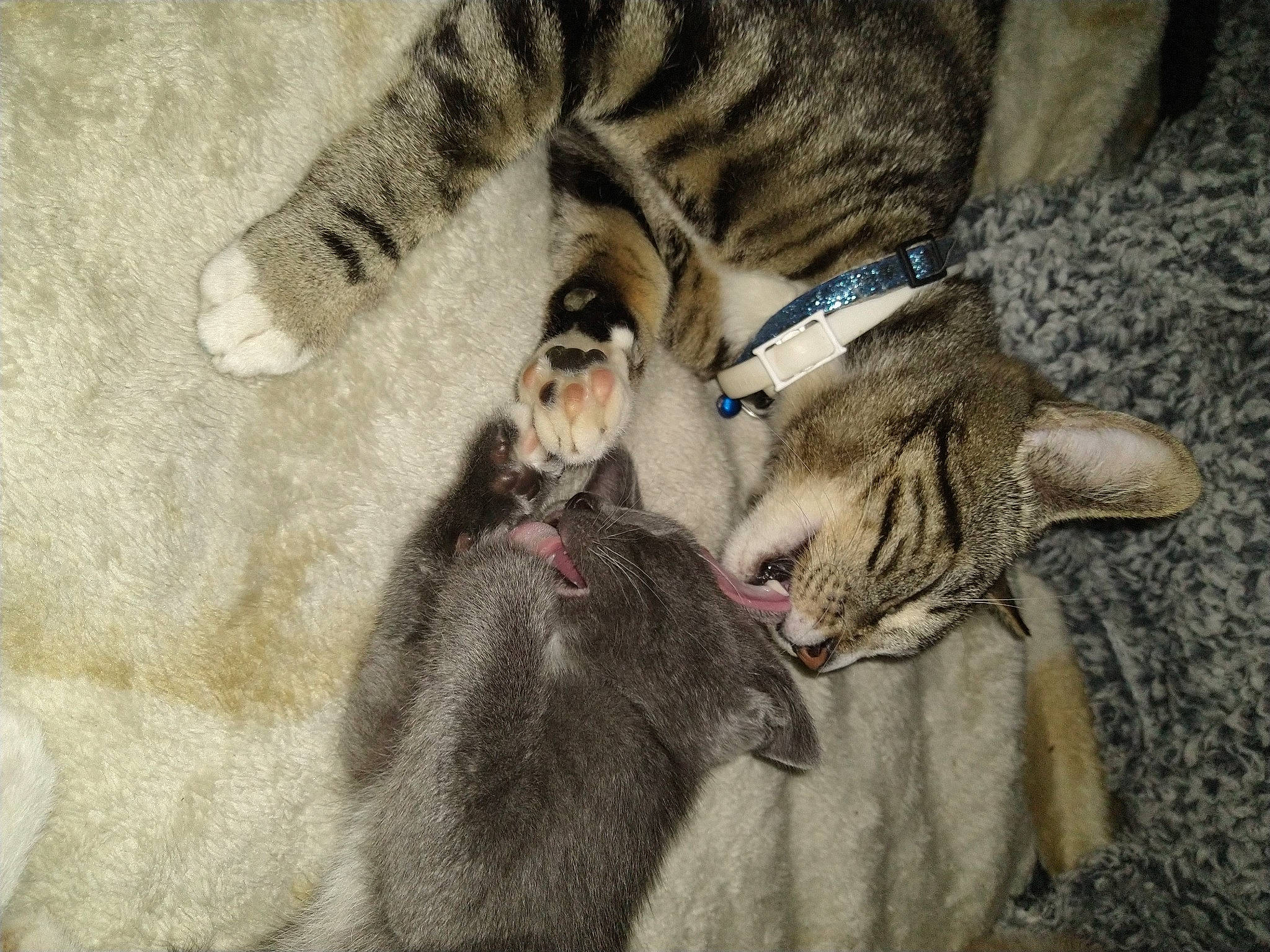 Junior is registered to the contest to win money with this photo: carnivore, claw, companion_dog, dog_breed, domestic_short_haired_cat, fawn, felidae, fur, grey, livestock, paw, small_to_medium_sized_cats, snout, sporting_group, tail, terrestrial_animal, wallaby, whiskers, wildlife, working_animal