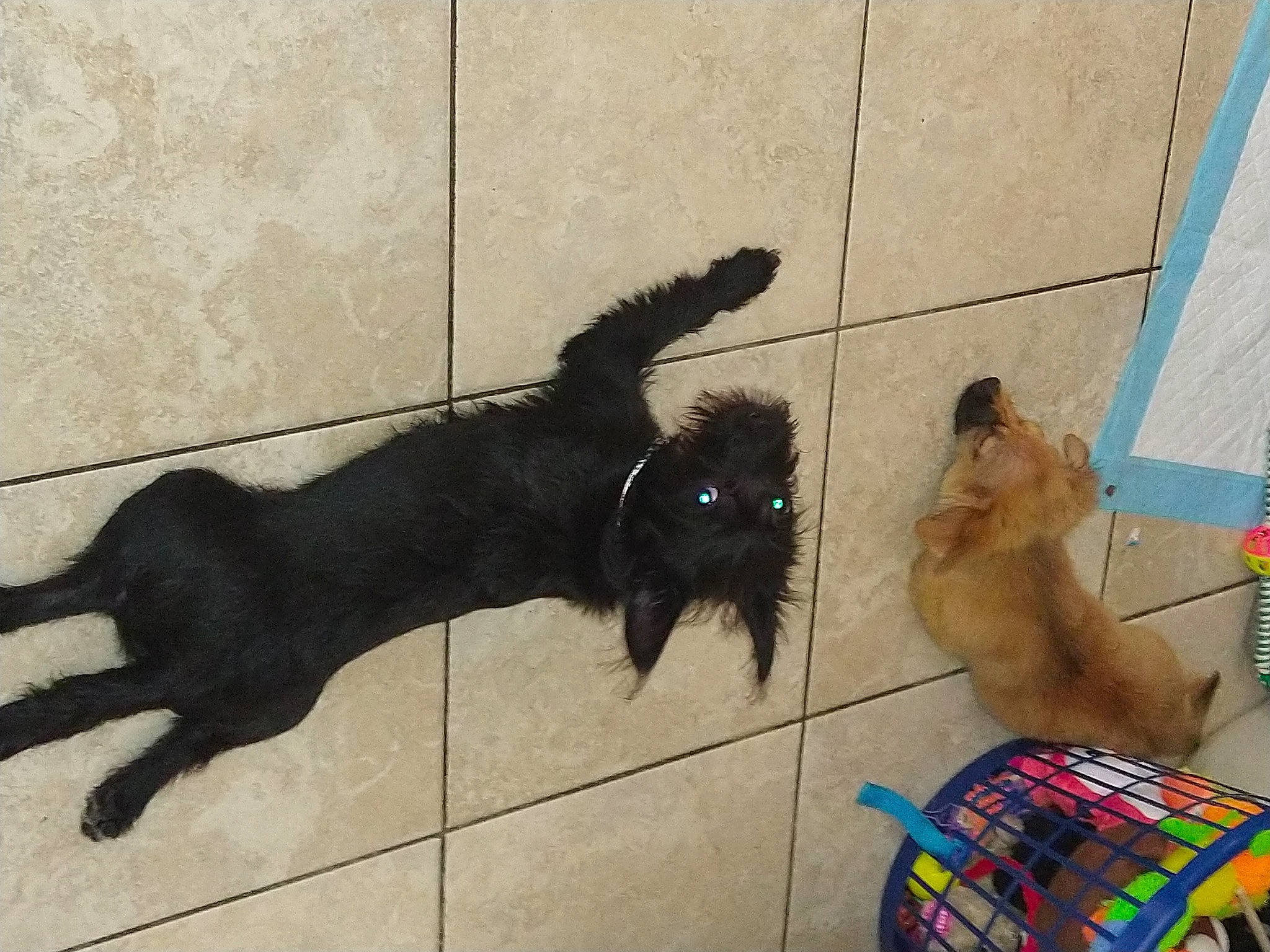 Muddy is registered to the contest to win money with this photo: canidae, carnivore, claw, companion_dog, dog, dog_breed, dog_supply, floor, flooring, fur, liver, paw, pet_supply, shadow, sporting_group, tail, tints_and_shades, working_animal